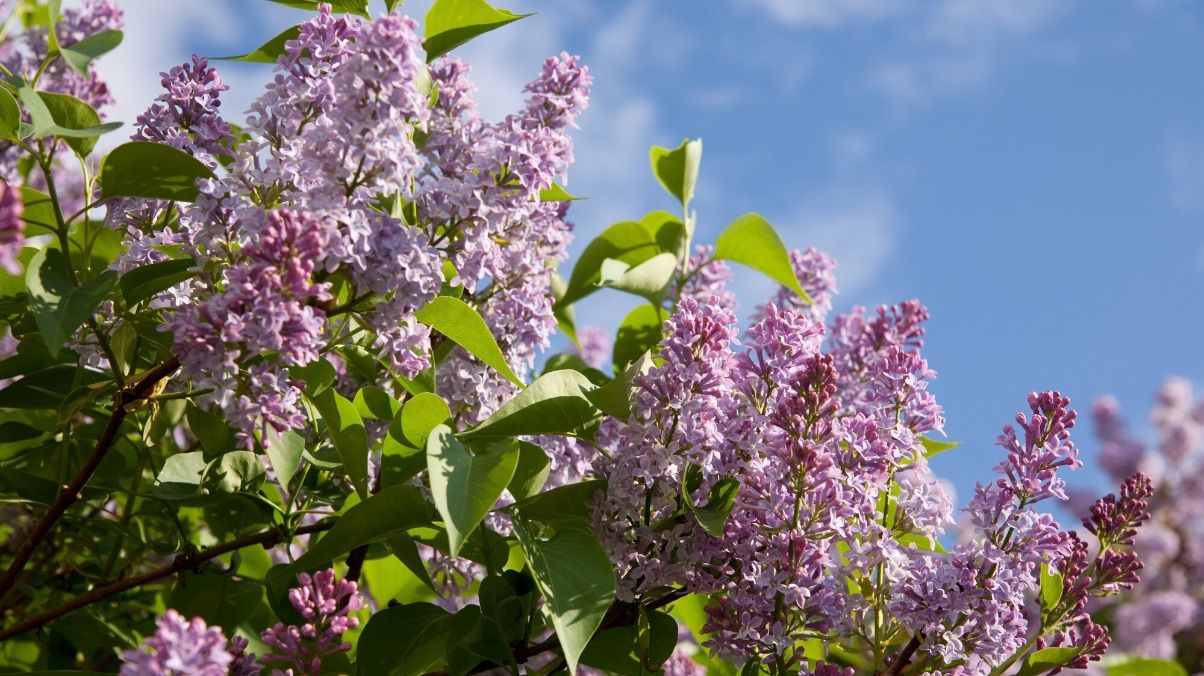 Чому бузок називають "мертвими" квітами