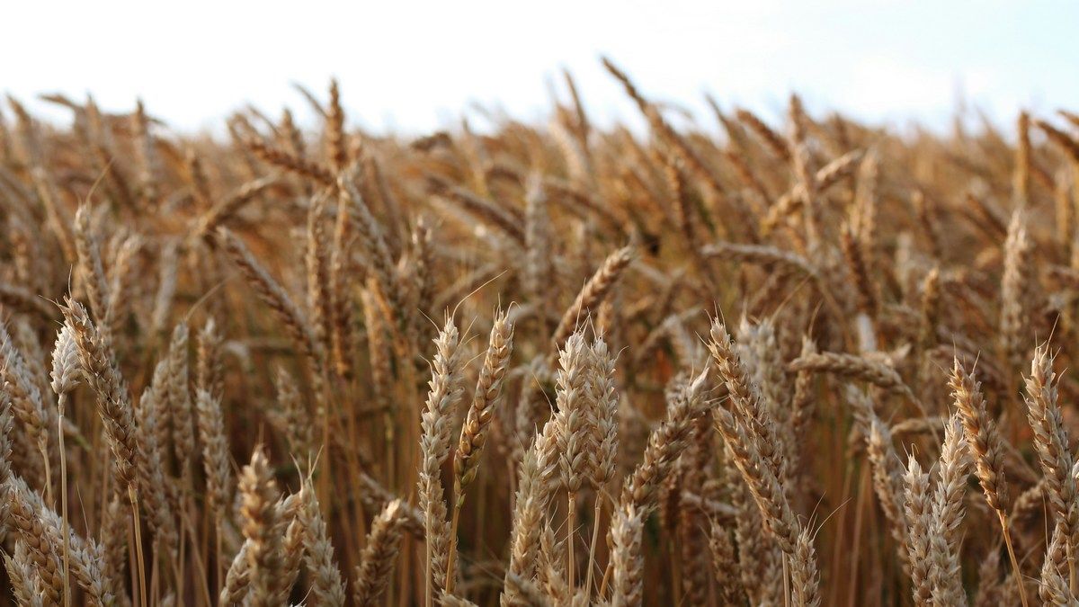 Які овочі вирощувати після апокаліпсису за умов ядерної зими та нестачі світла Які овочі вирощувати після апокаліпсису за умов ядерної зими та нестачі світла