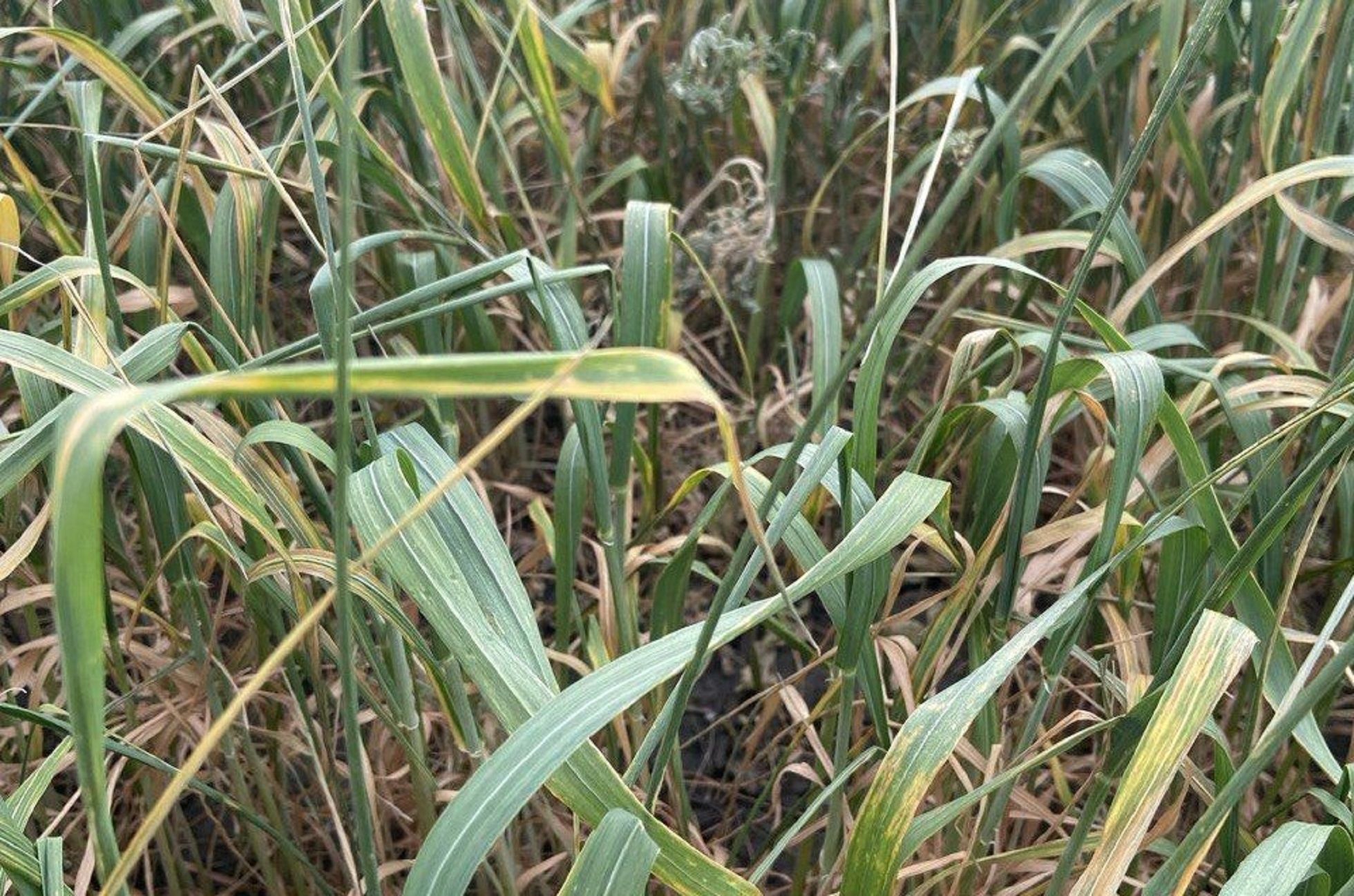 Часть посевов Юга погибла Часть посевов Юга погибла