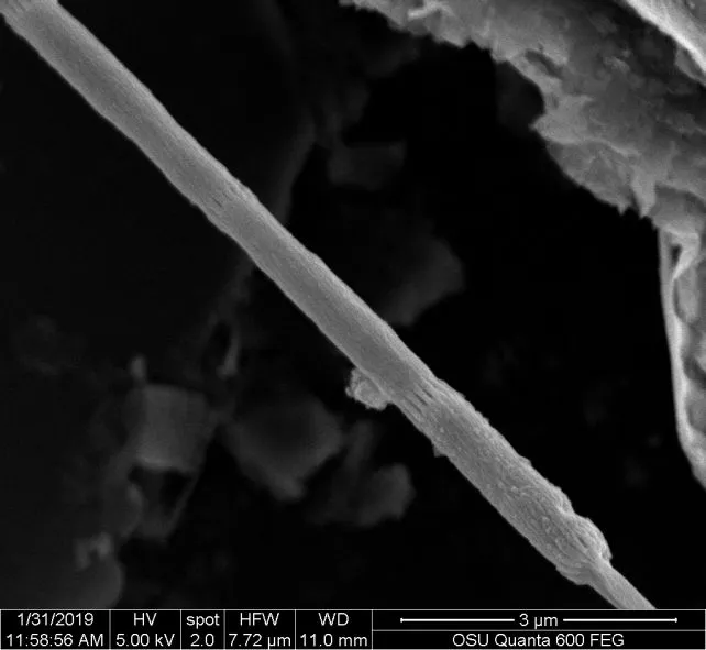 Одна нитка кабельної бактерії a. Electrothrix yaqonensis Одна нитка кабельної бактерії a. Electrothrix yaqonensis