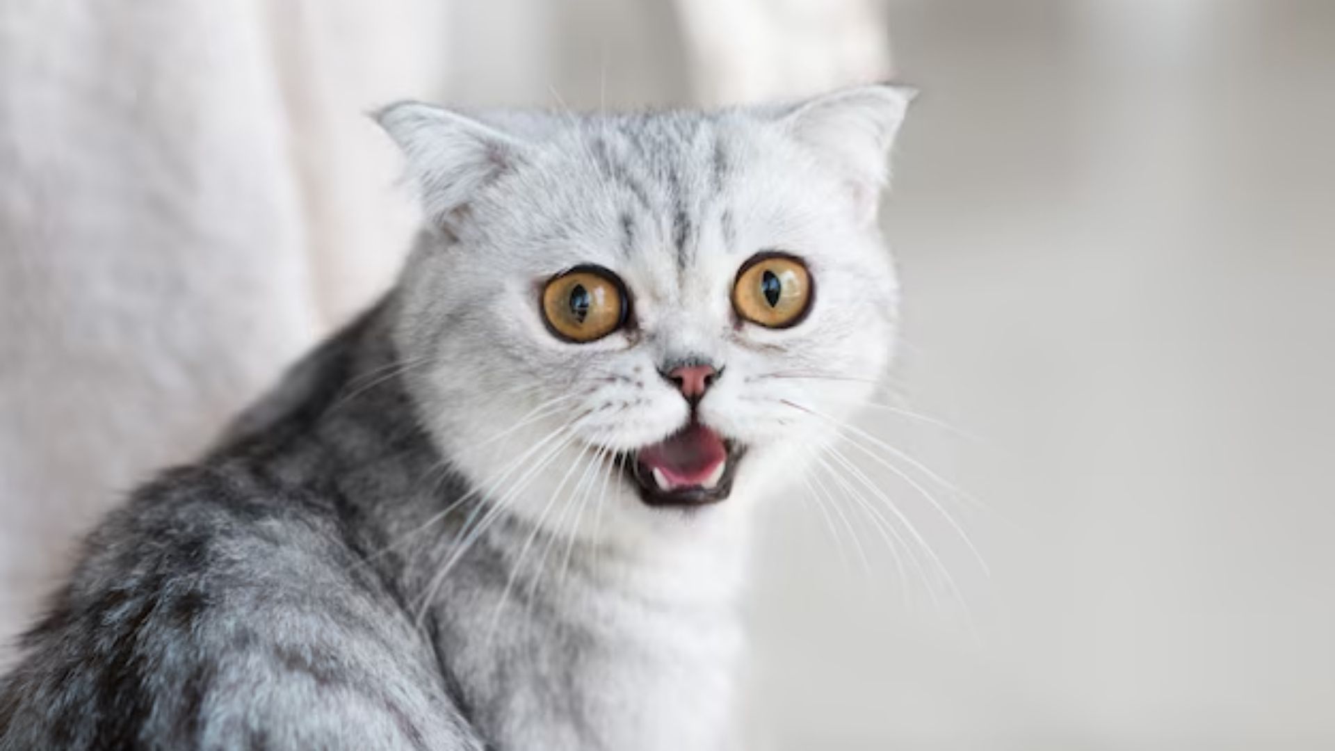 Кот спас людей из пожара на Львовщине