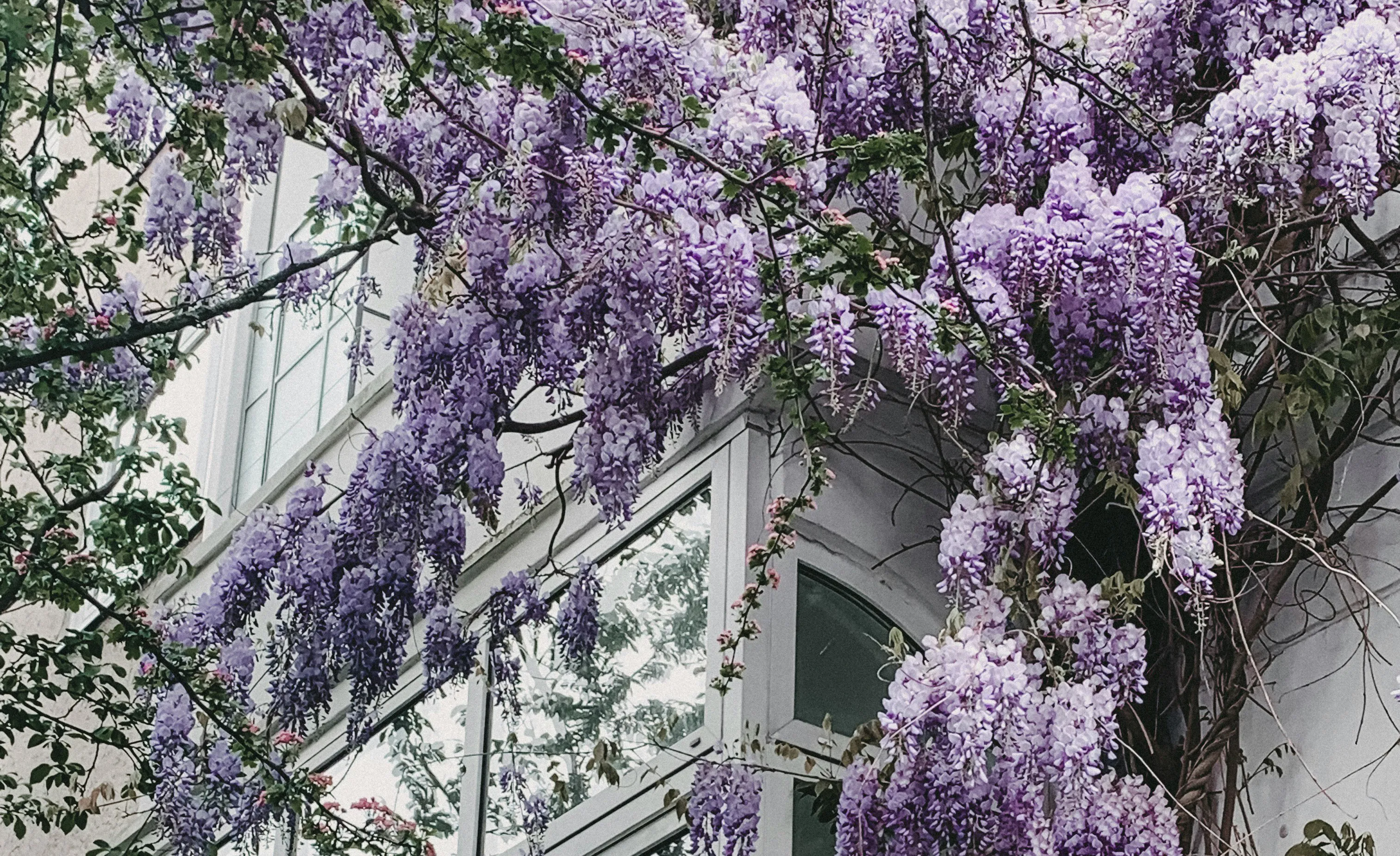 Чем может быть опасна глициния Чем может быть опасна глициния