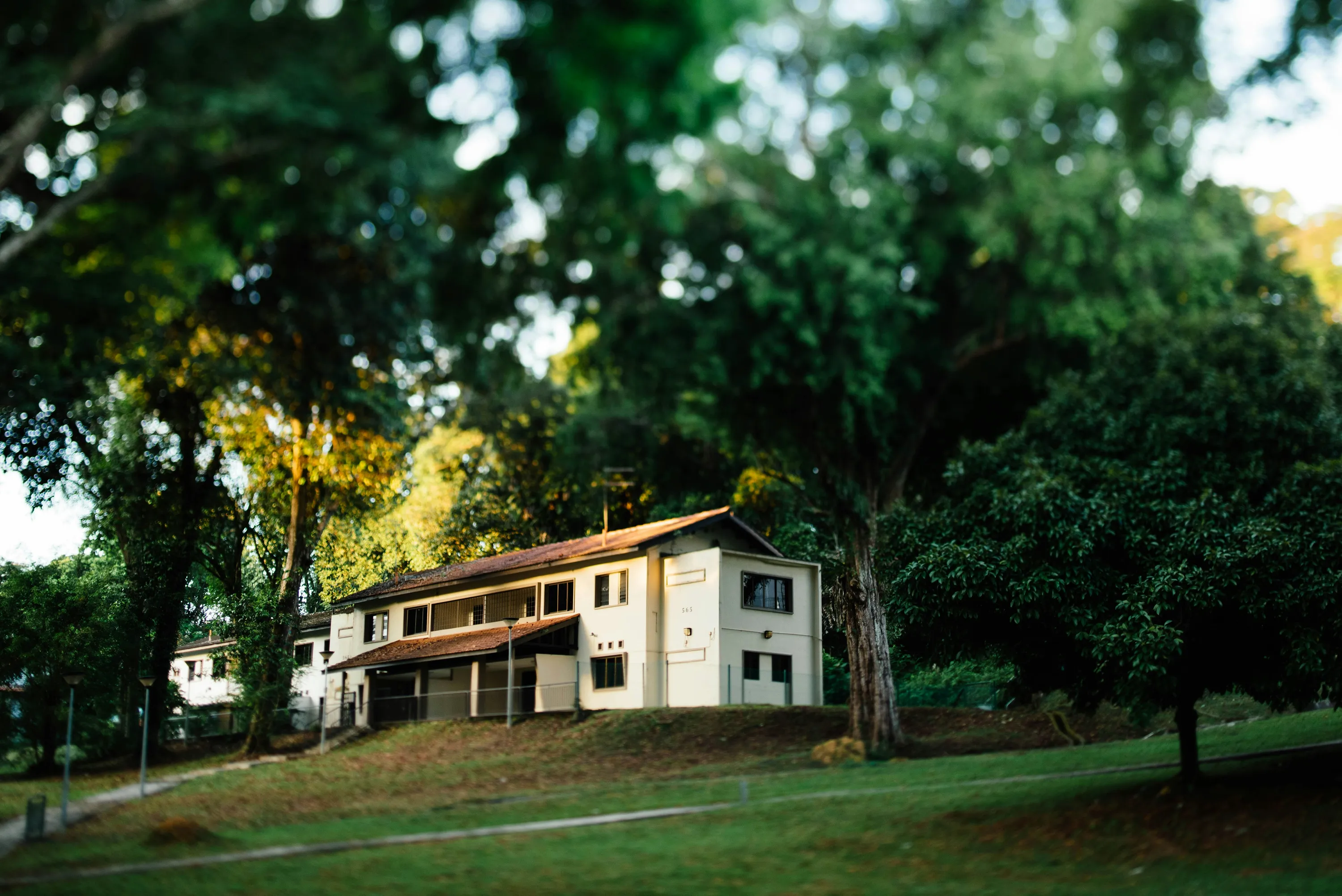 Чому не варто садити великі дерева біля дому