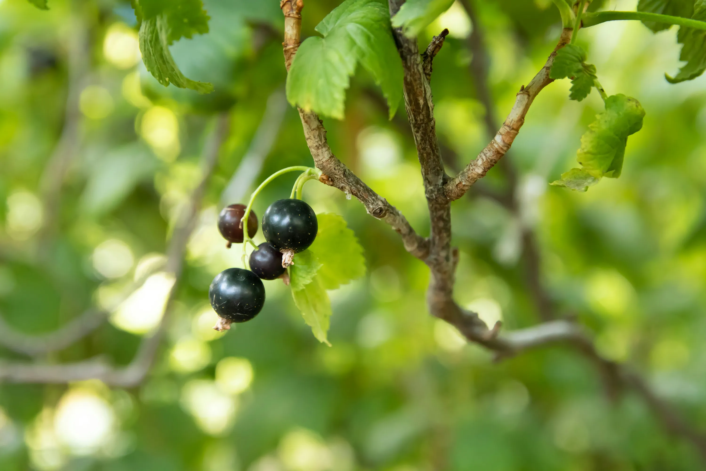 Смородину можна содою обробити