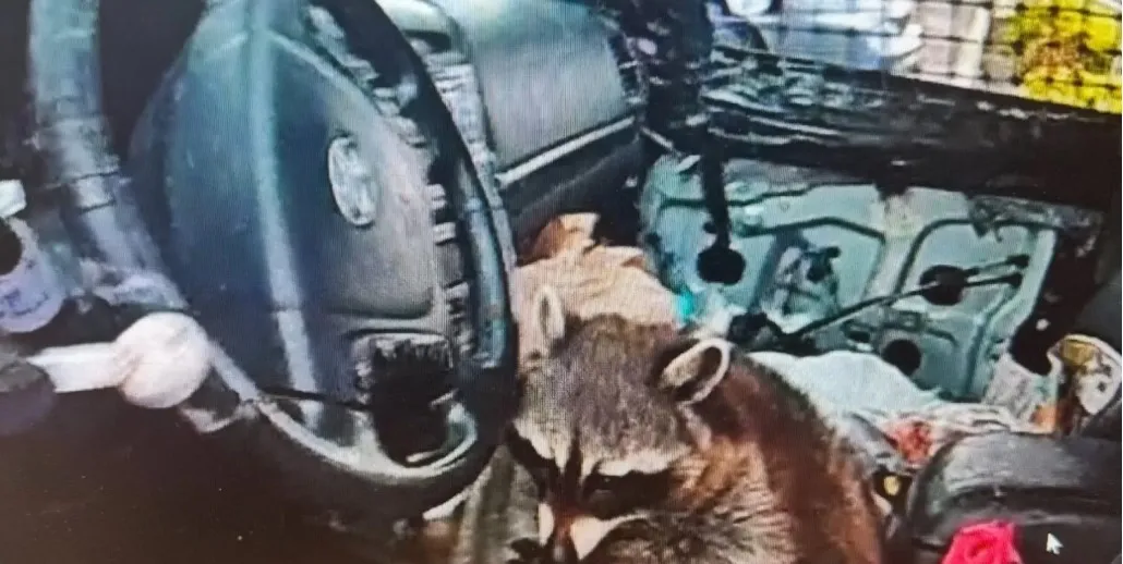 В США енот пытался замести следы наркопреступлений своей владелицы В США енот пытался замести следы наркопреступлений своей владелицы