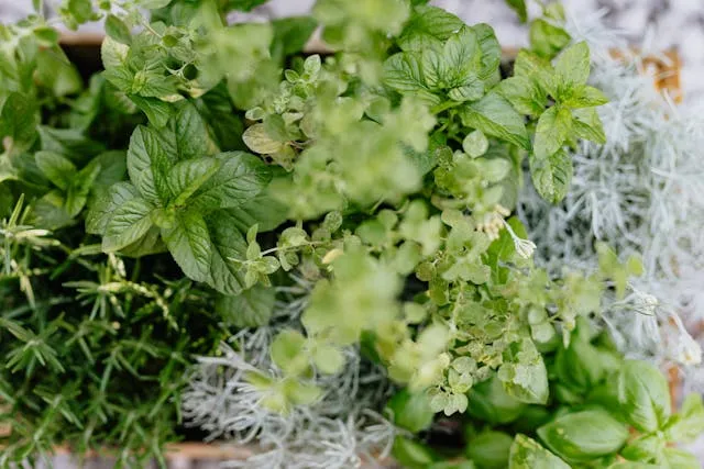 М'ята в горщику М'ята в горщику