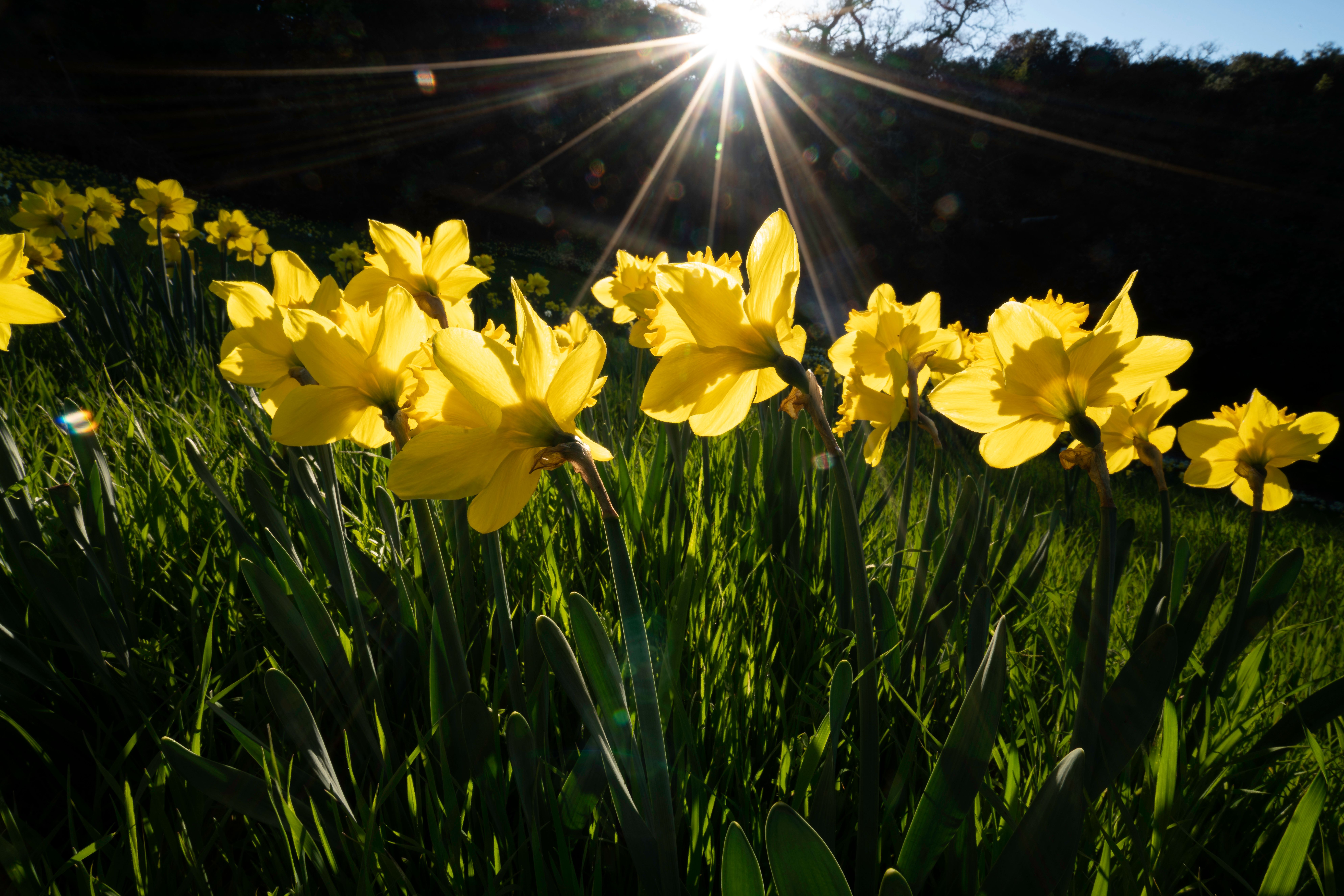 Что такое осоння? Что такое осоння?