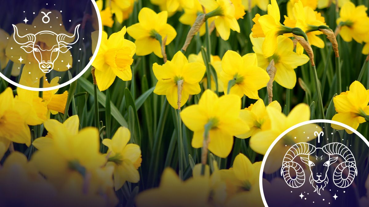 Нарциссы - гороскоп Нарциссы - гороскоп