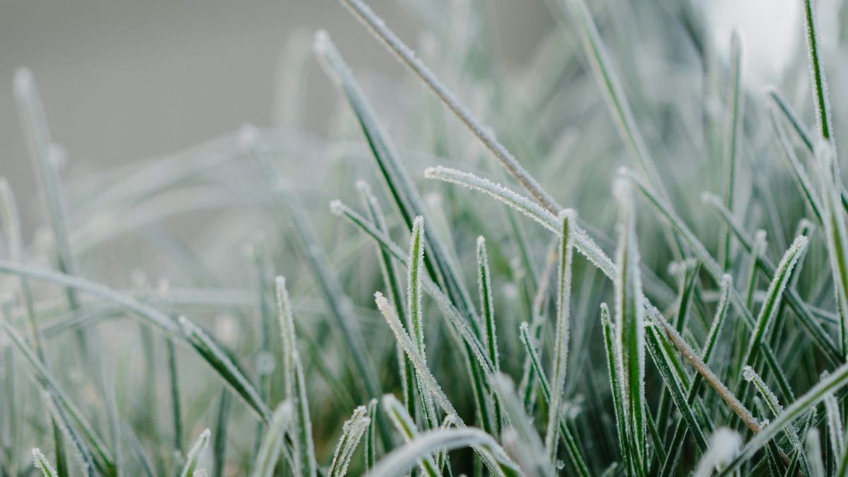 Заморозки Заморозки