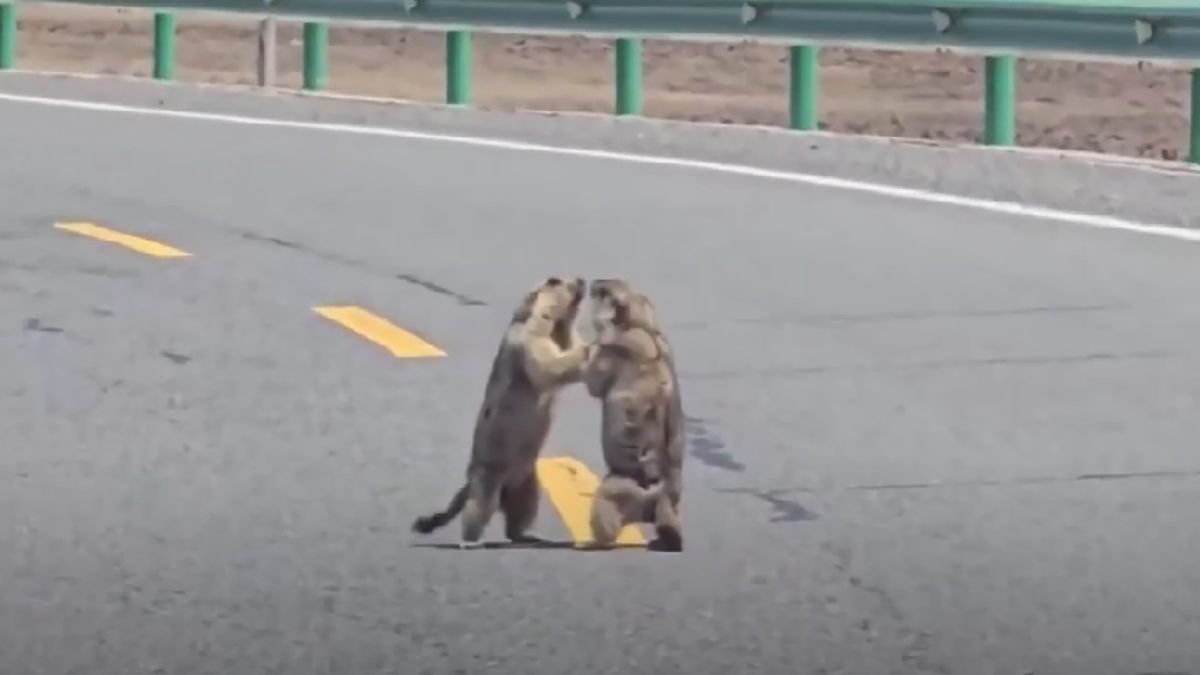 В Китае зафиксировали битву сурков посреди дороги - видео В Китае зафиксировали битву сурков посреди дороги - видео