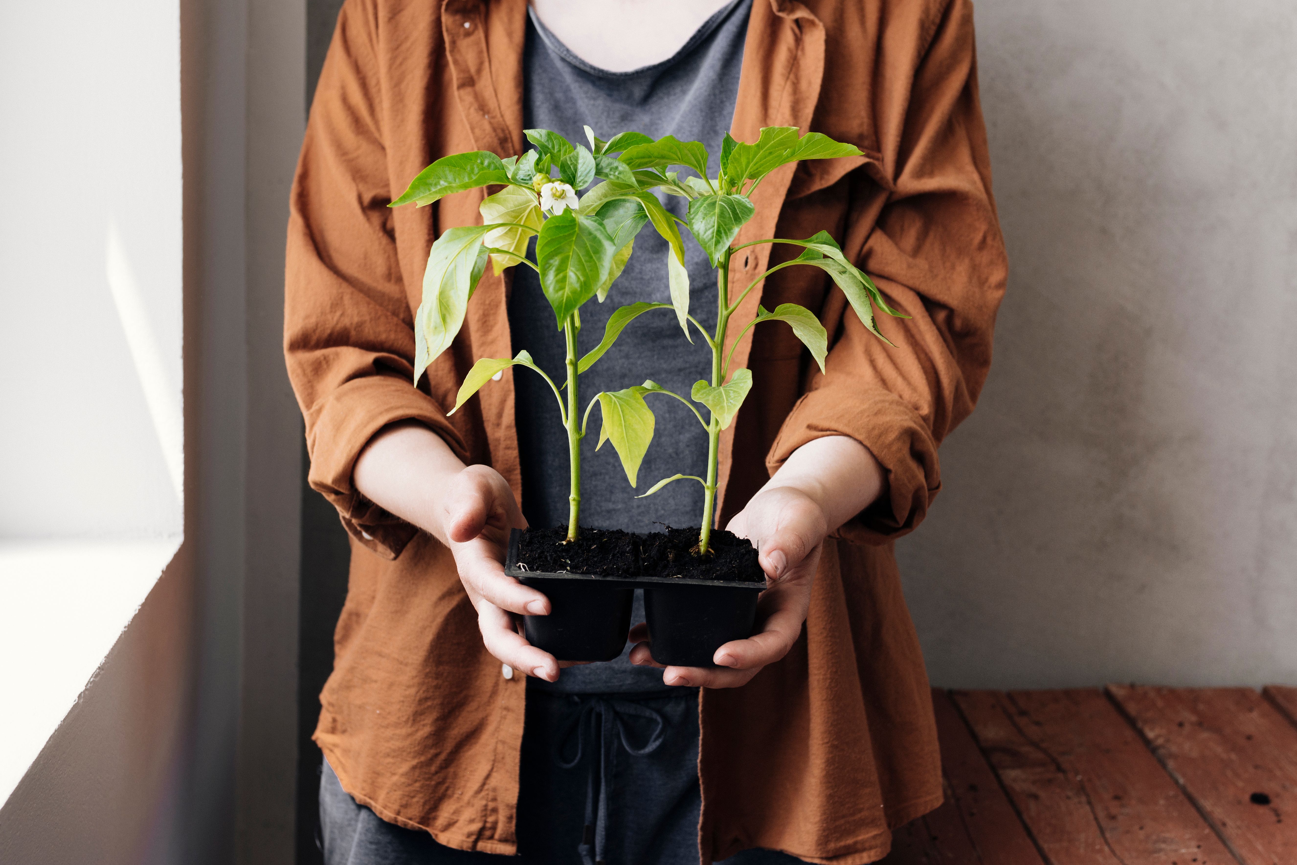 Не всі овощі можна вирощувати у горщиках Не всі овощі можна вирощувати у горщиках