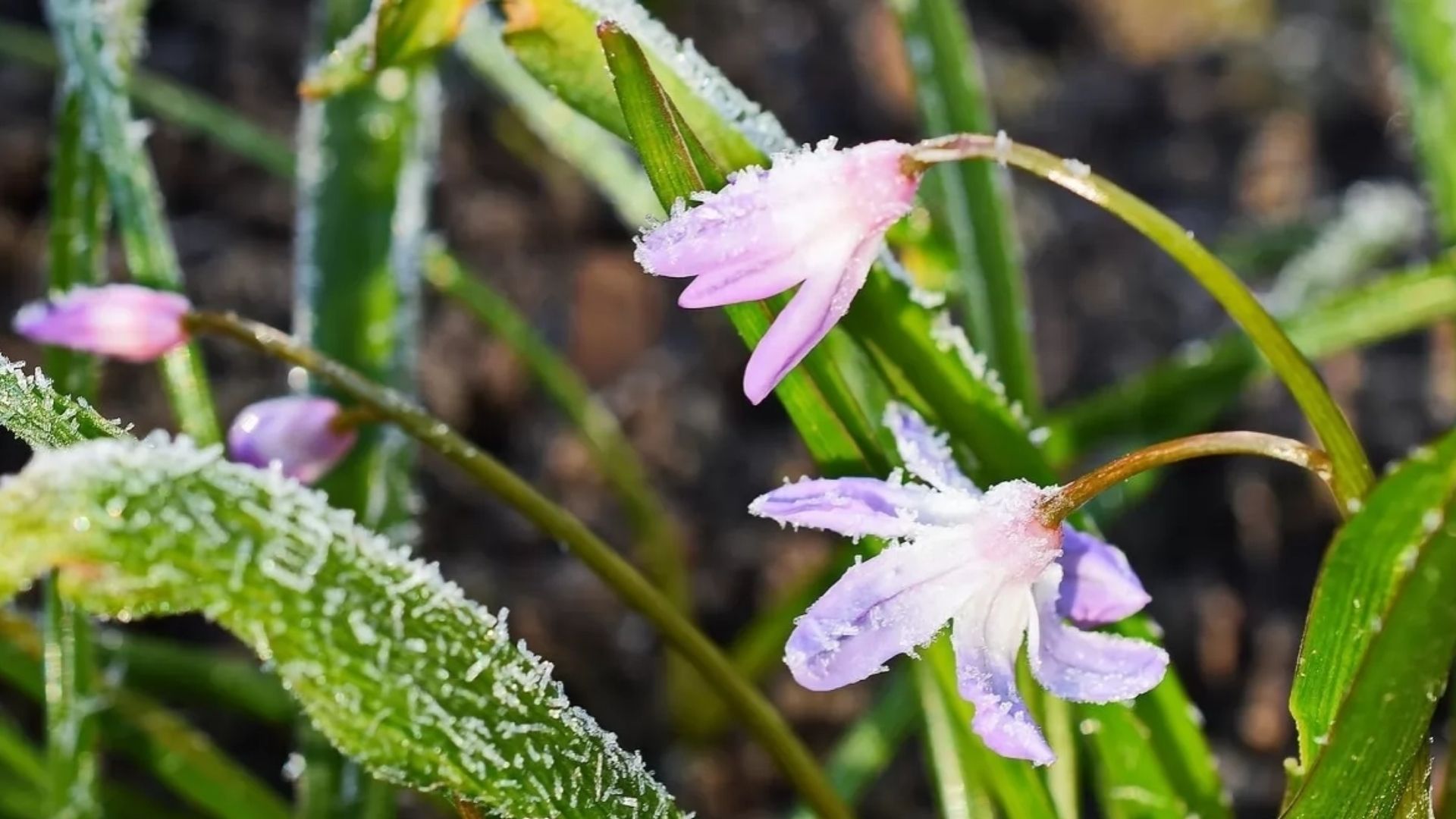 Заморозки у Львові 14 травня - 24 Канал