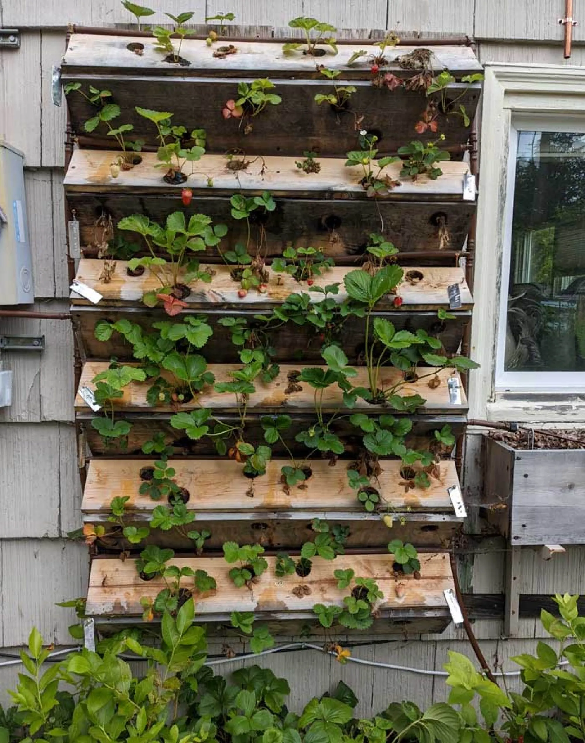 Самодельный вертикальный горшок для муравьев Самодельный вертикальный горшок для муравьев