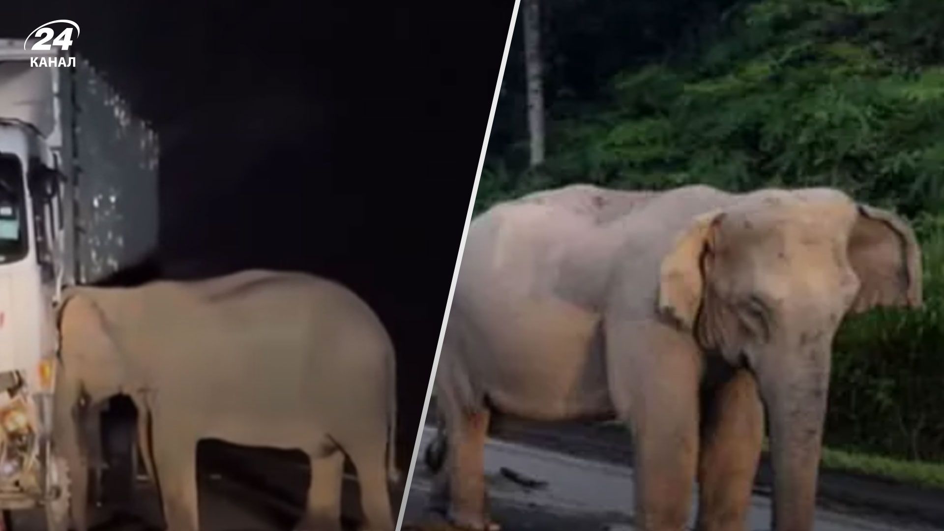 Слон у Пераку в Малайзії Слон у Пераку в Малайзії