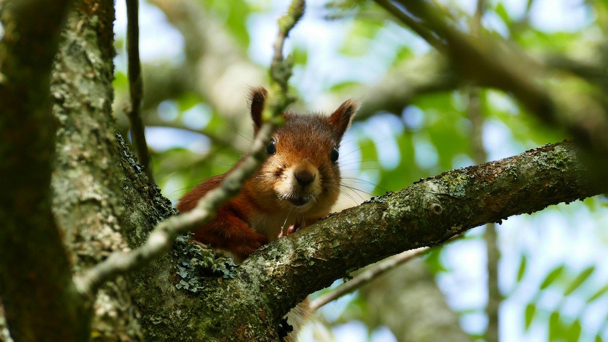 Ученые обнаружили, что живые организмы излучают слабый свет, который исчезает после смерти Ученые обнаружили, что живые организмы излучают слабый свет, который исчезает после смерти