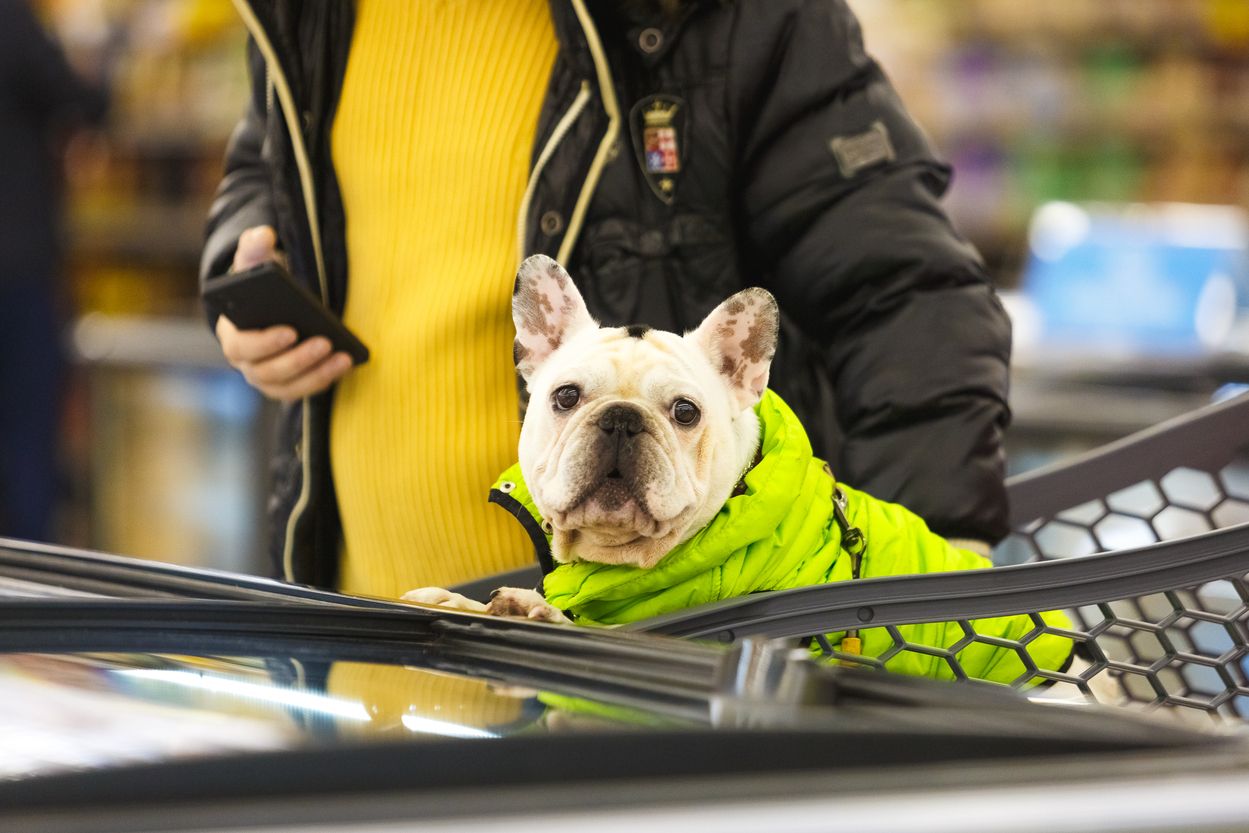 "Пухнасті справи": новий та доступний рівень турботи про тварин від "ВЕЛМАРТ" - Новини Смачно "Пухнасті справи": новий та доступний рівень турботи про тварин від "ВЕЛМАРТ" - Новини Смачно