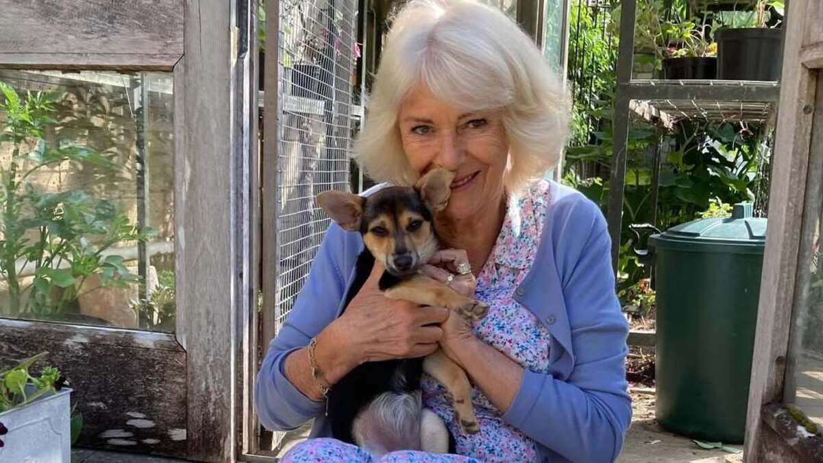 Королева Камилла Королева Камилла