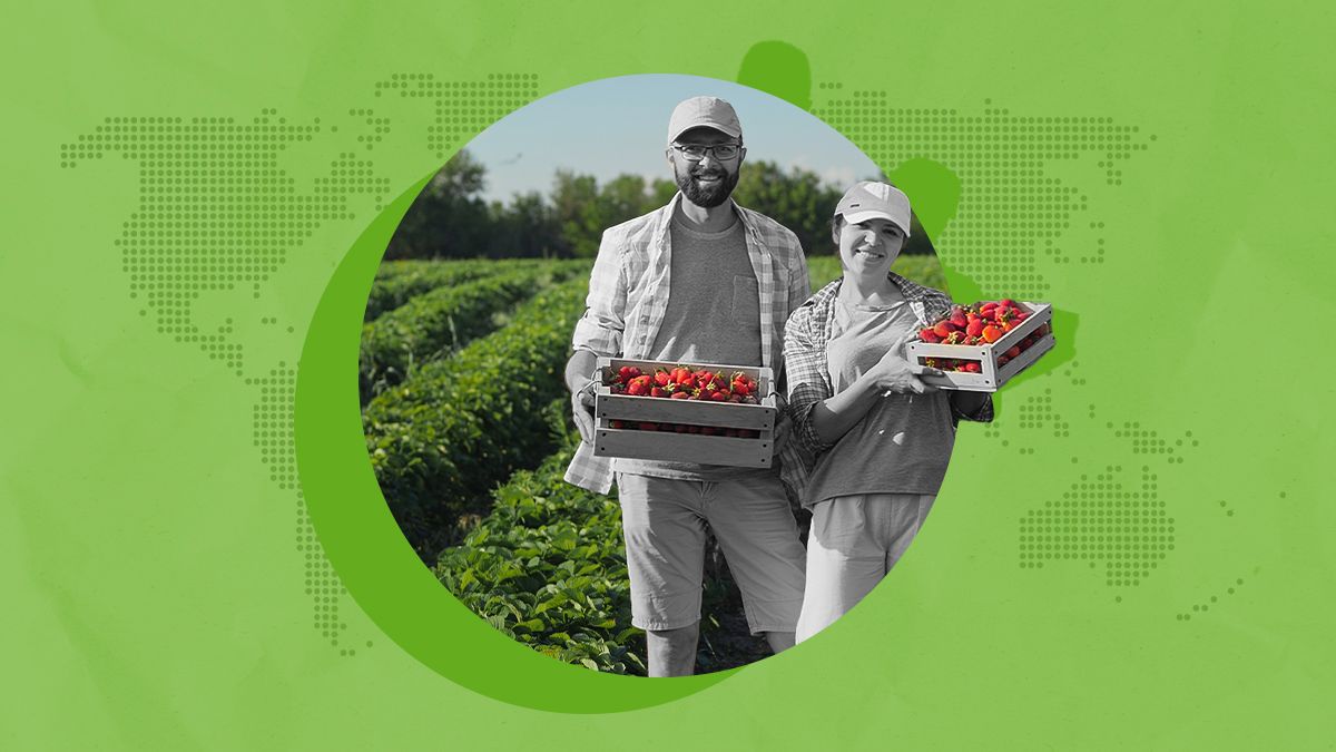 Скільки заробляють українці на полі за кордоном Скільки заробляють українці на полі за кордоном