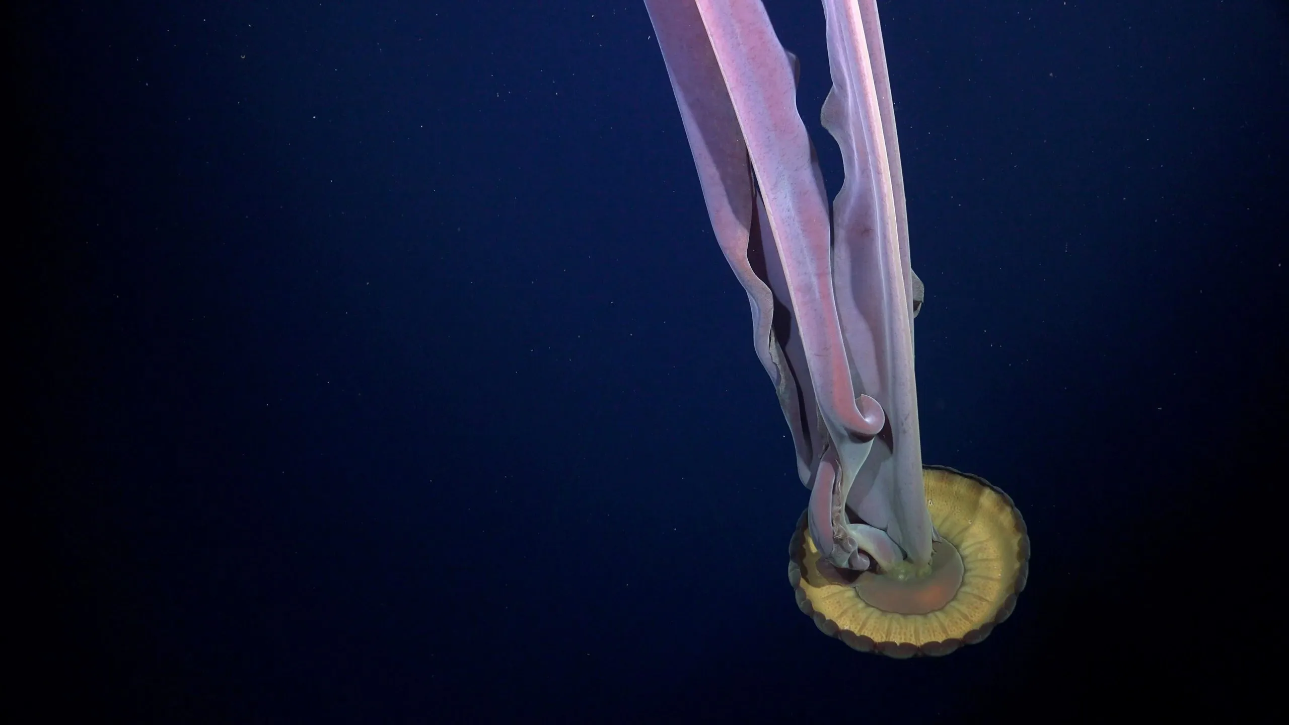 Гігантська медуза поки що неідентифікованого виду Гігантська медуза поки що неідентифікованого виду