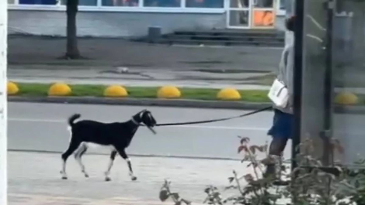 Жінка вигулювала козу на повідку у центрі Павлограда - відео Жінка вигулювала козу на повідку у центрі Павлограда - відео