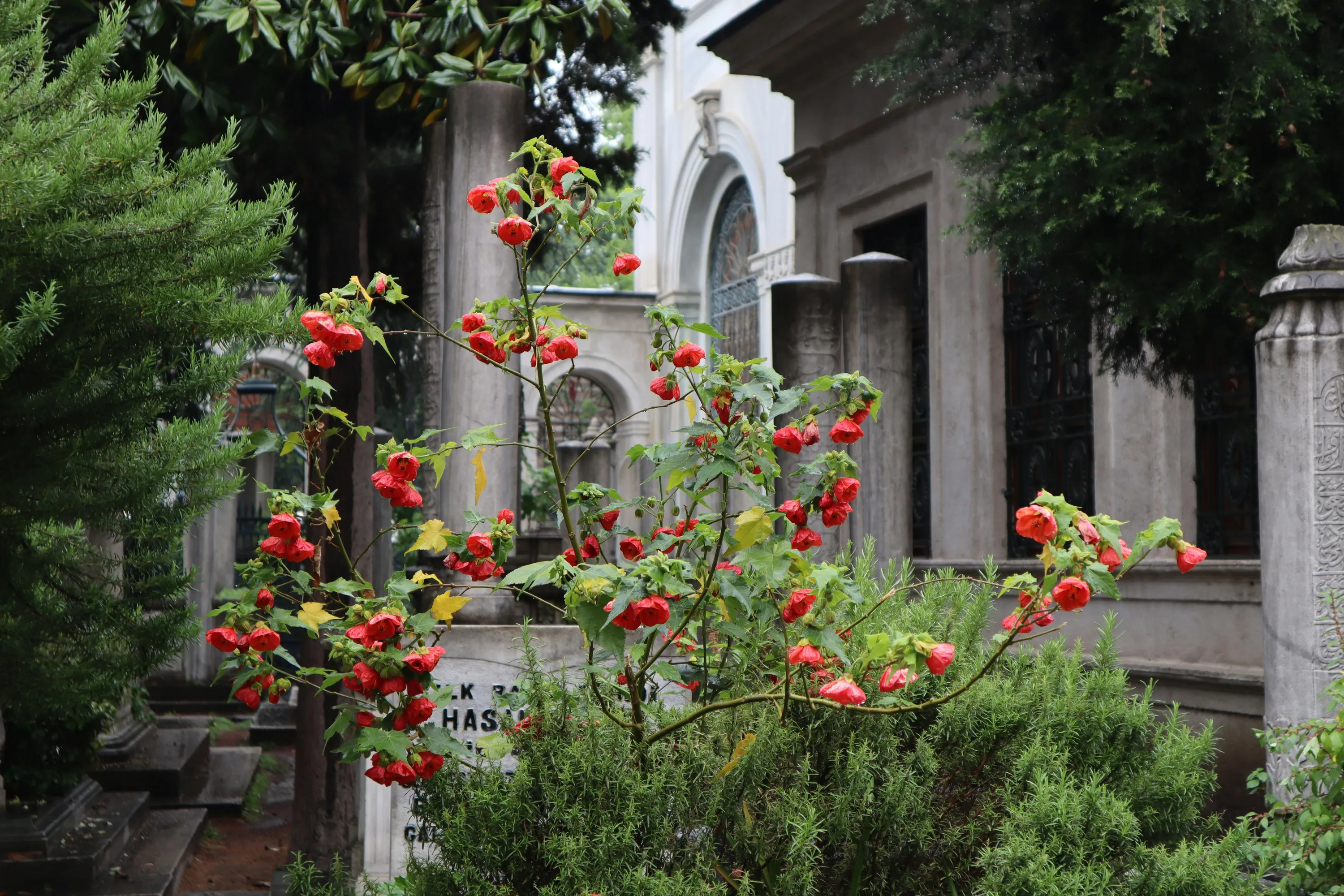 Не варто садити на цвинтарі троянди