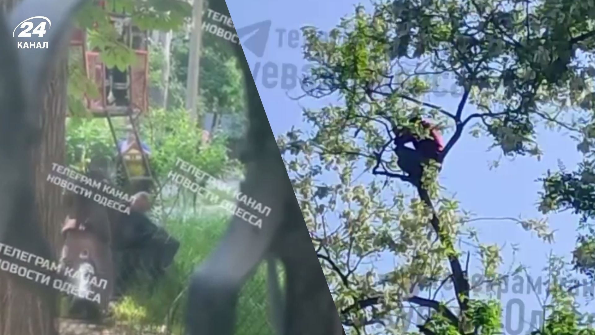 В Одесі чоловік заліз на верхівку дерева, тікаючи від ТЦК В Одесі чоловік заліз на верхівку дерева, тікаючи від ТЦК