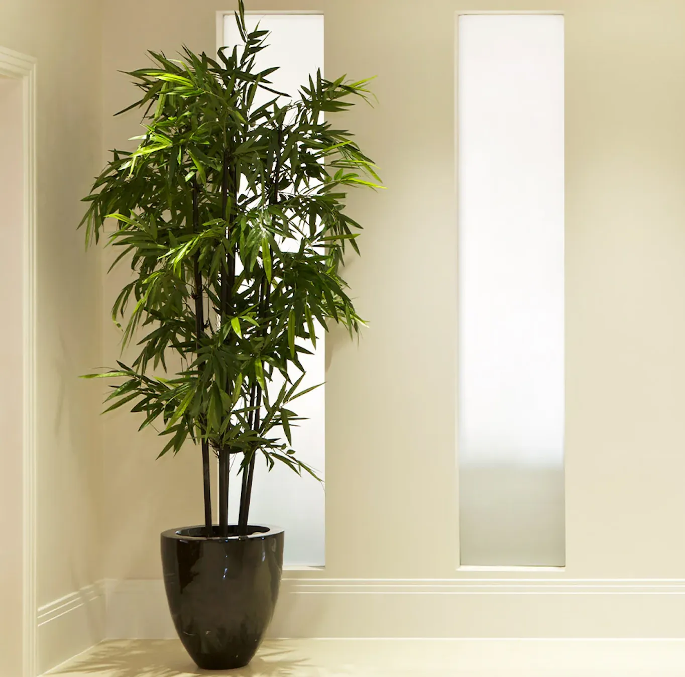 Черный бамбук