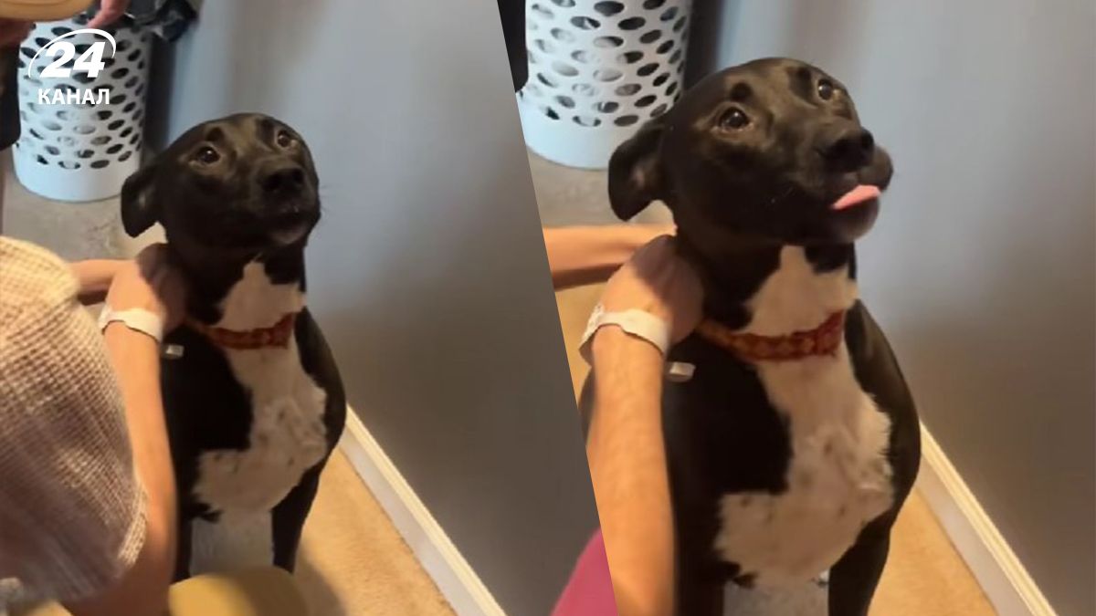 Милая реакция собаки на ребенка завирусилась в сети – видео