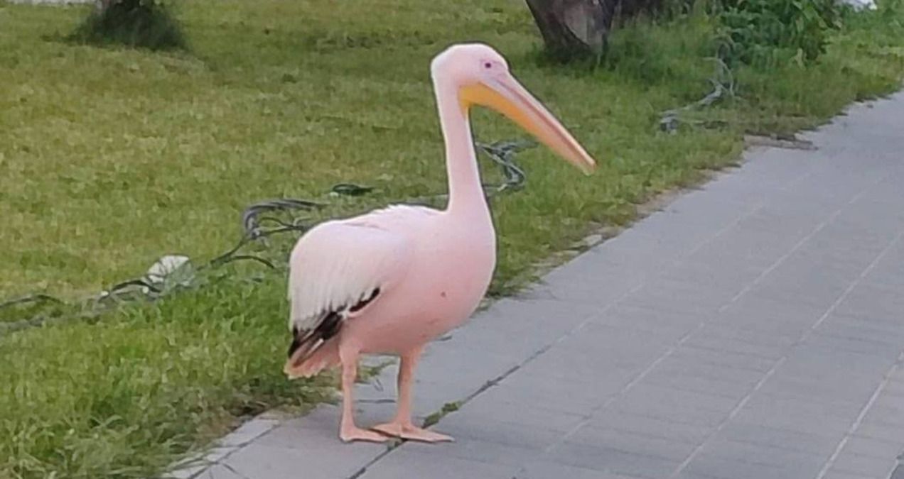 Во Львове на улице заметили пеликана на улице Во Львове на улице заметили пеликана на улице