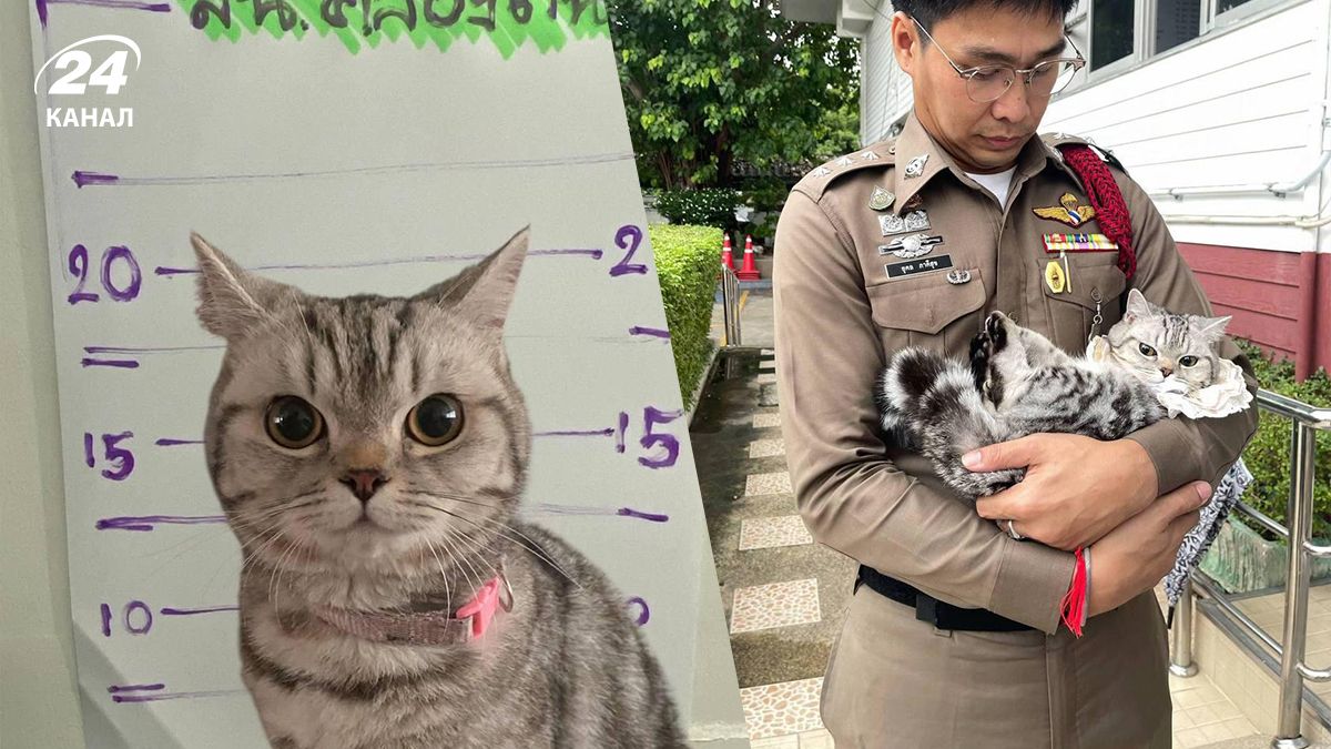 В Таиланде задержали кота, который покусал полицейских В Таиланде задержали кота, который покусал полицейских
