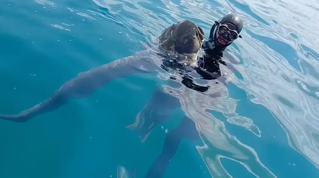 Большой сом в Италии Большой сом в Италии