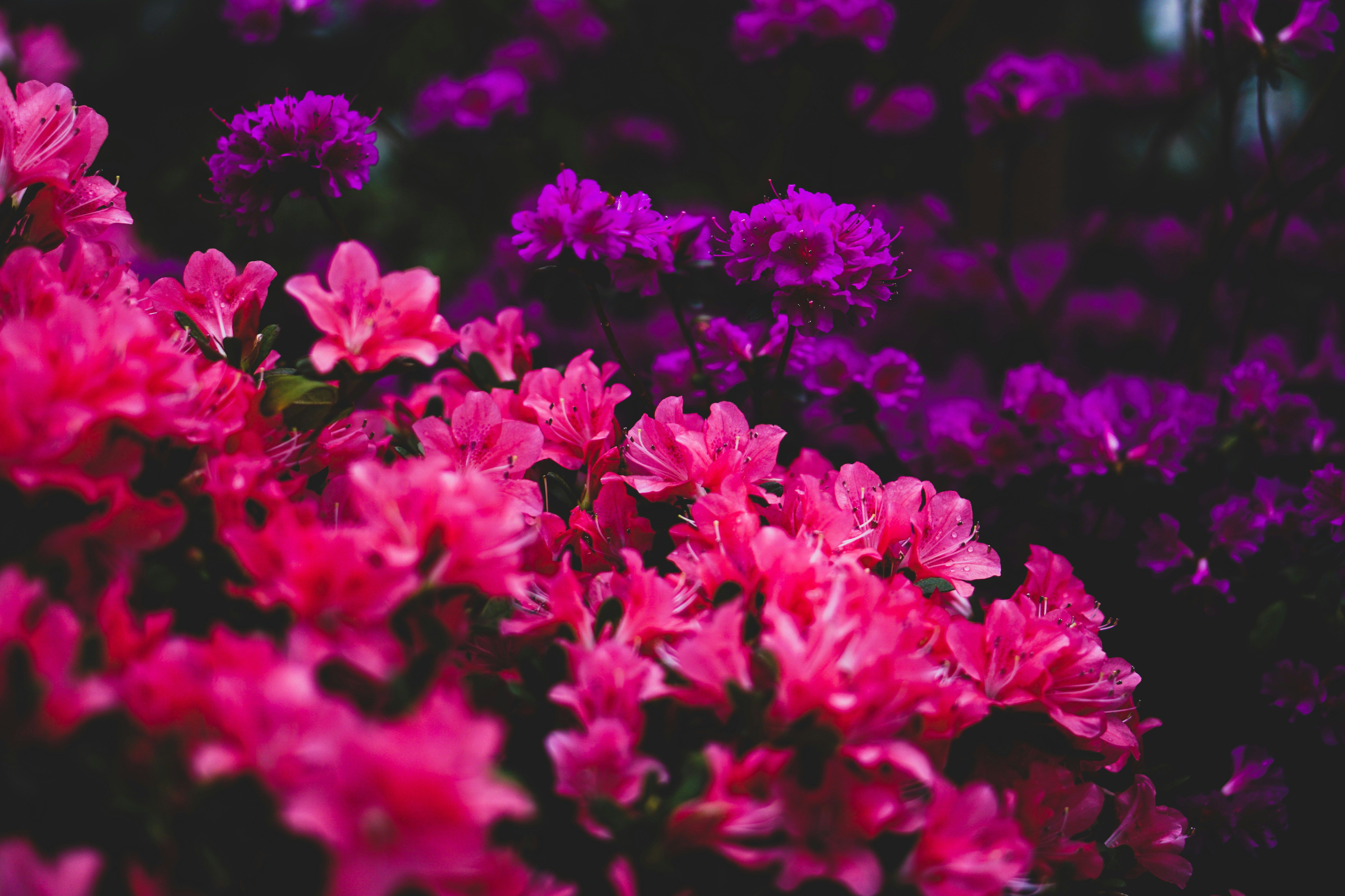 Какие цветы долго цветут Какие цветы долго цветут