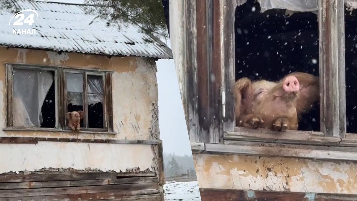 Свинку Груту, яка милувалася снігом, врятували від забою Свинку Груту, яка милувалася снігом, врятували від забою