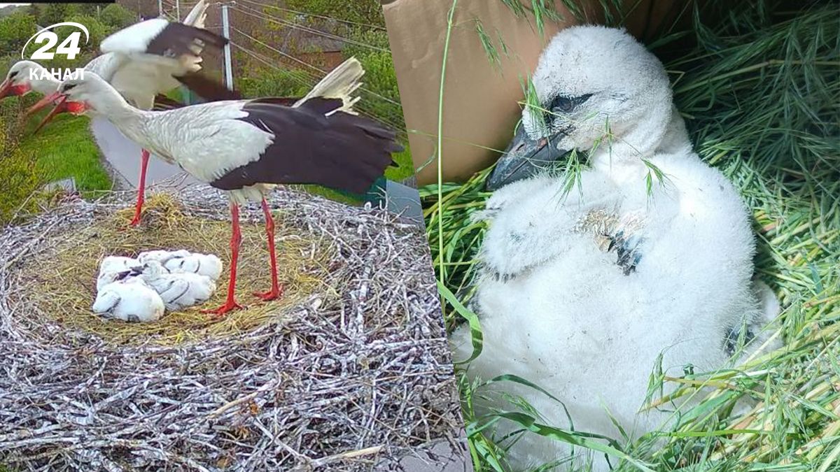 Грицик позбувся свого найменшого пташеня - де воно зараз