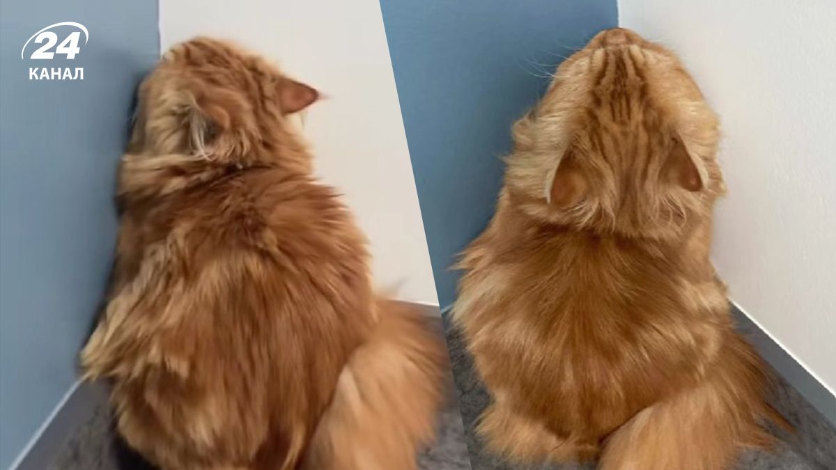 Забавное поведение кота у ветеринара стало вирусным в сети - видео Забавное поведение кота у ветеринара стало вирусным в сети - видео