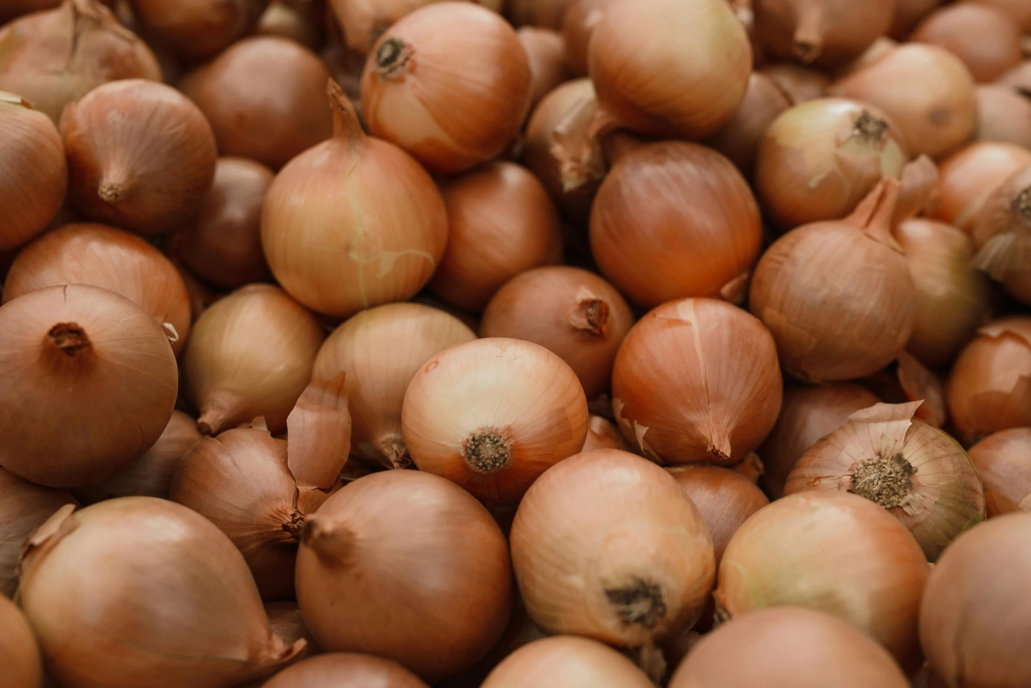 Советы, которые спасут урожай лука которые спасут урожай лука Советы, которые спасут урожай лука которые спасут урожай лука