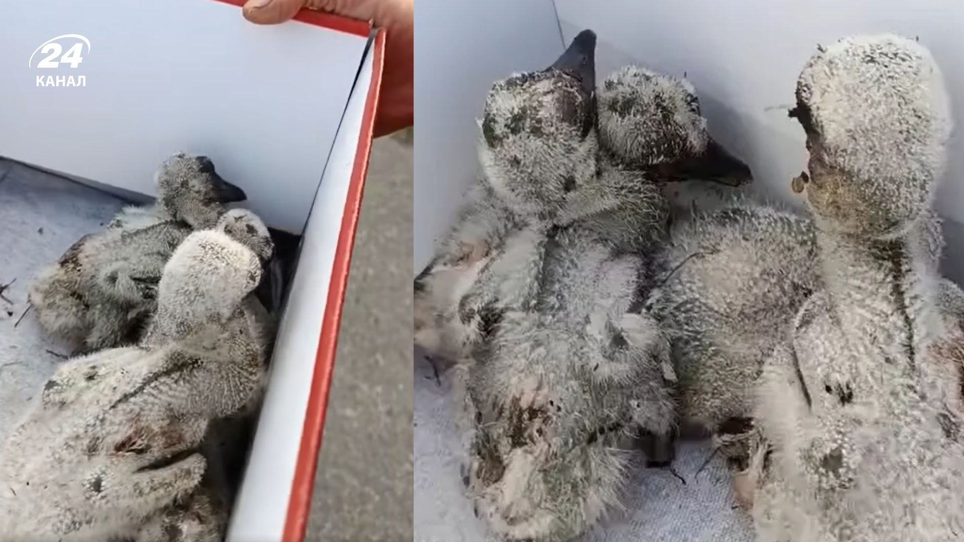 В Обуховской громаде после обстрела спасли аистят после обстрела В Обуховской громаде после обстрела спасли аистят после обстрела