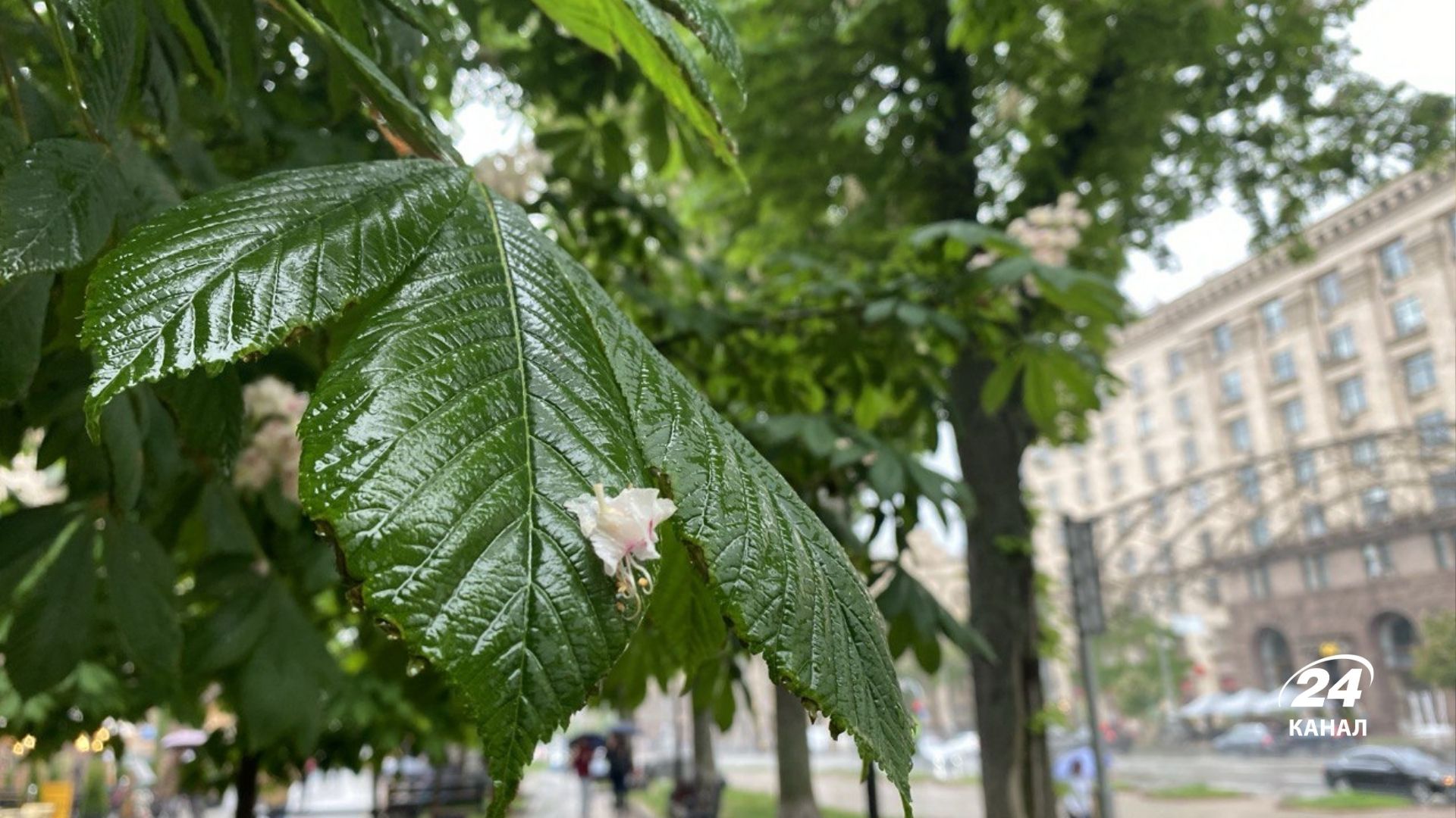 Погода в Украине 26 мая 2025 года Погода в Украине 26 мая 2025 года