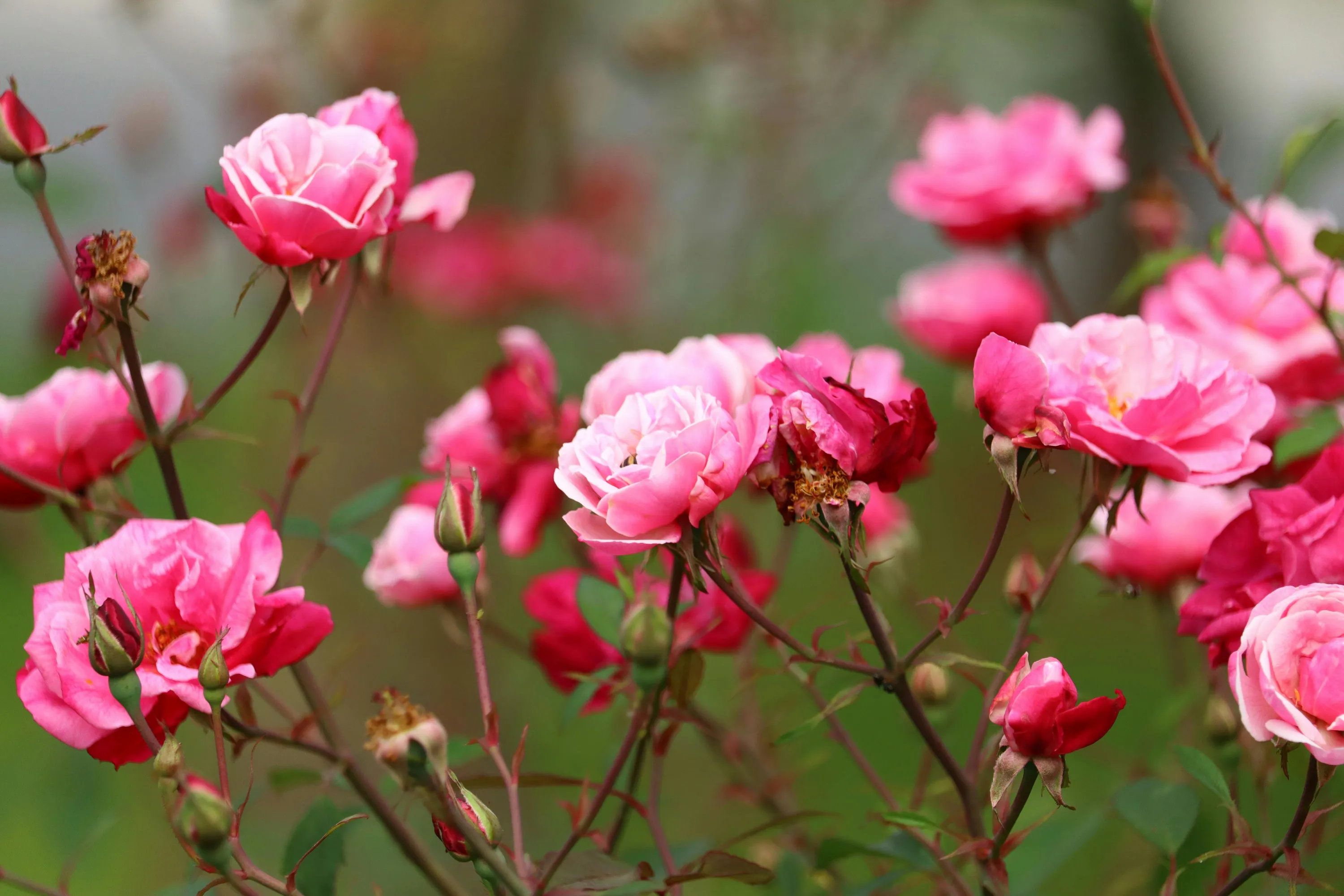 Після цих добрив троянди почнуть цвісти