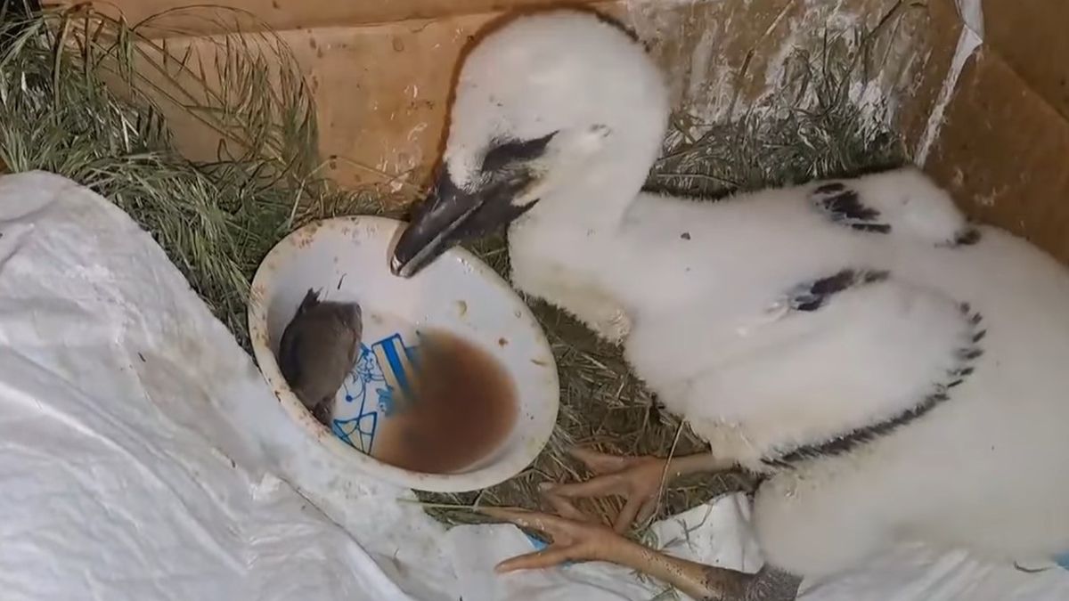 Аист Гриша выбросил Катюшу из гнезда - как она себя чувствует