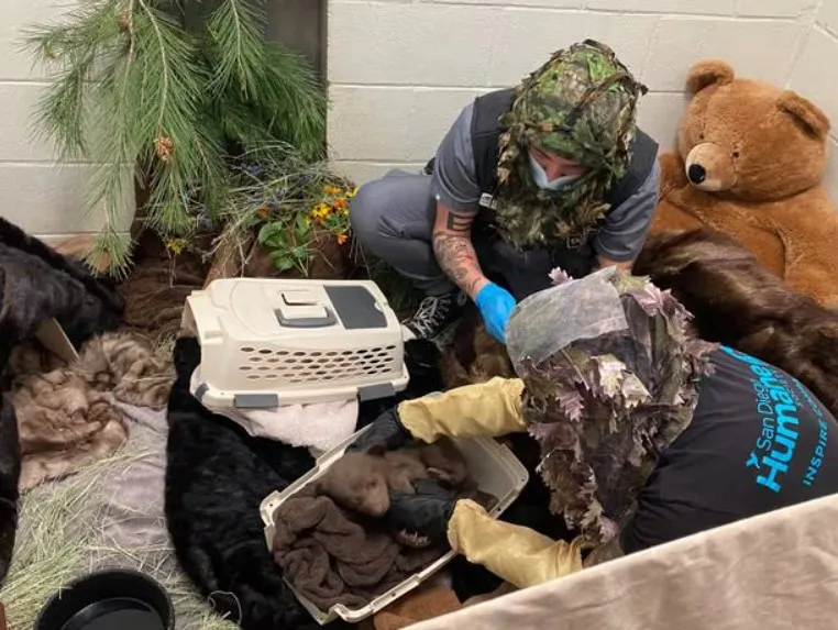 Фахівці годують ведмежа Фахівці годують ведмежа