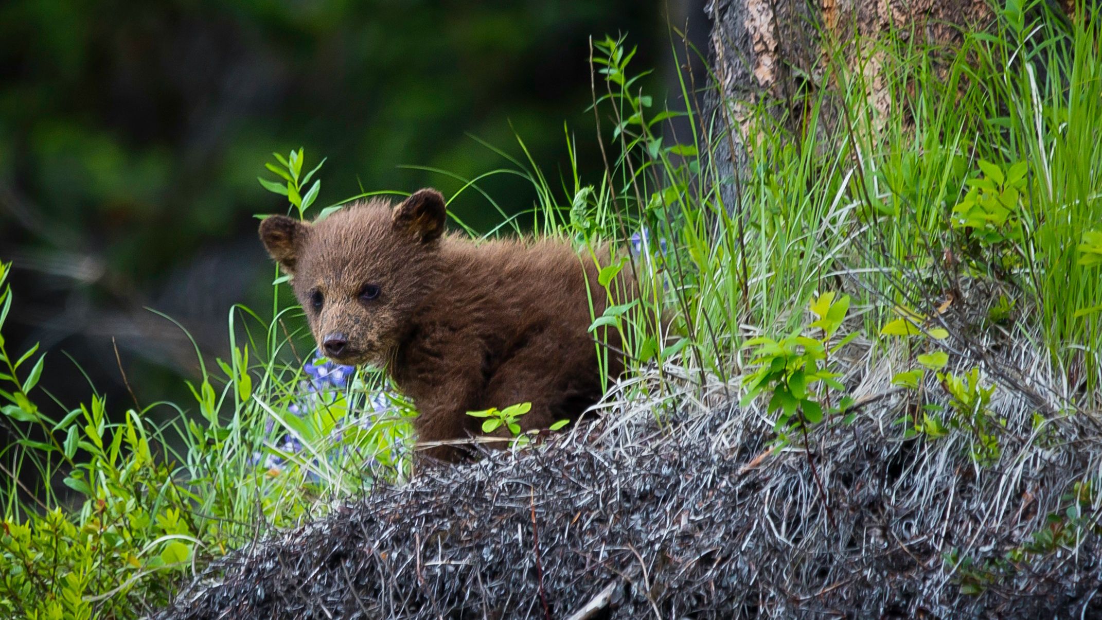 В США нашли медвежонка, который остался без мамы В США нашли медвежонка, который остался без мамы