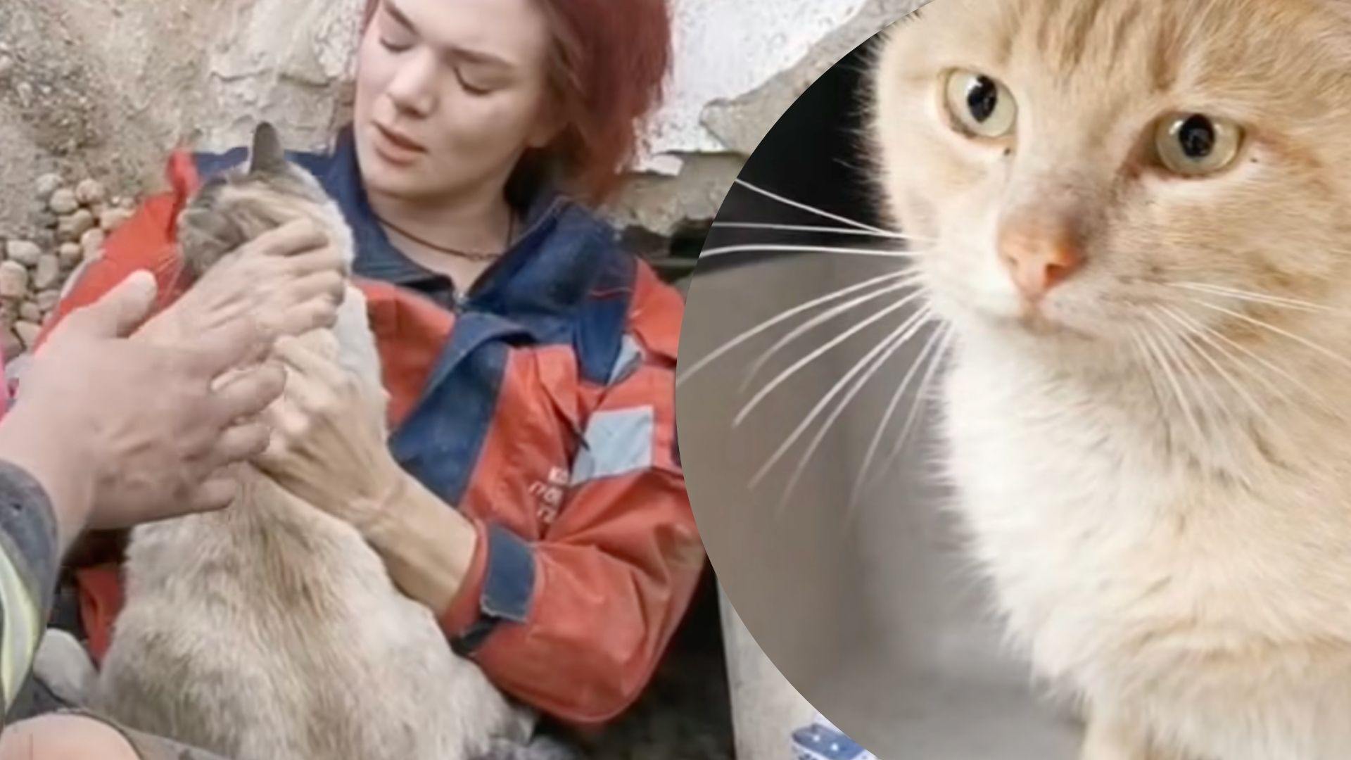 После атаки врага: на разрушенной улице под Фастовом из-под завалов вытащили 4 котов - 24 Канал После атаки врага: на разрушенной улице под Фастовом из-под завалов вытащили 4 котов - 24 Канал