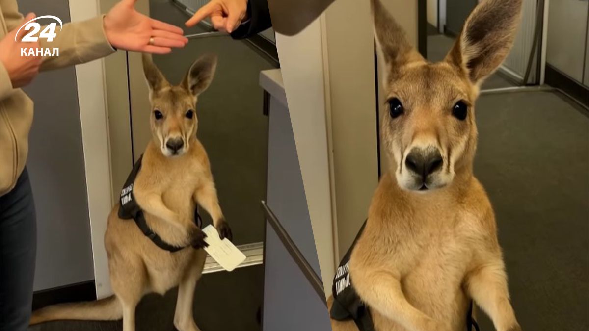 ШІ згенерував кенгуру, якому нібито відмовили в посадці в австралійському аеропорту ШІ згенерував кенгуру, якому нібито відмовили в посадці в австралійському аеропорту