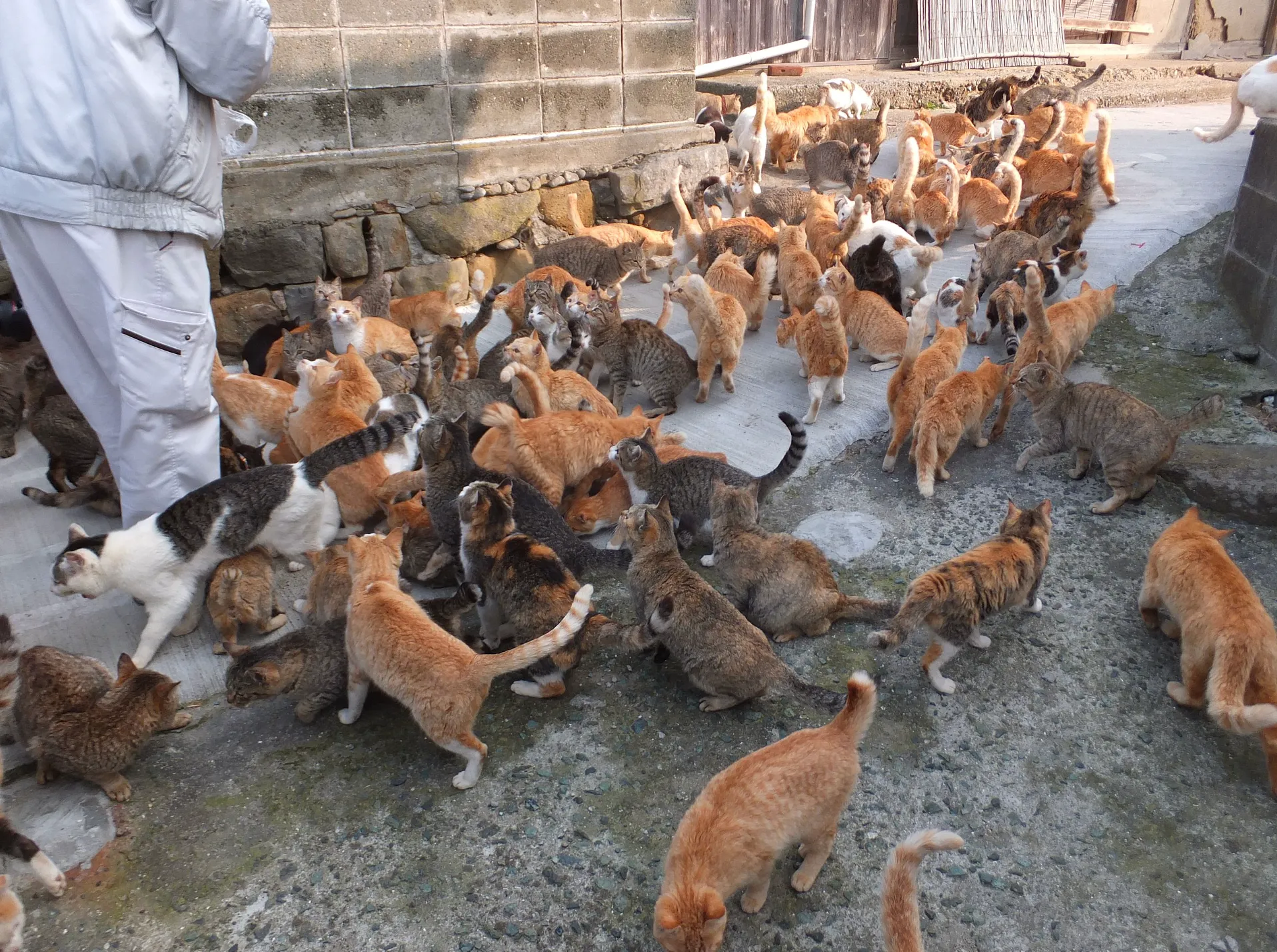 острів котів у Японії острів котів у Японії