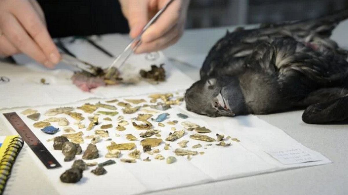 В желудке птенца нашли 778 кусков пластика что стало новым мировым рекордом В желудке птенца нашли 778 кусков пластика что стало новым мировым рекордом