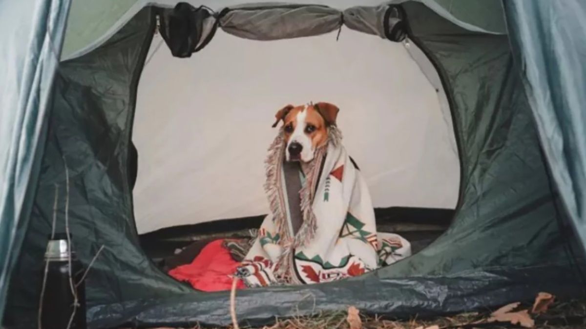 На видео сняли, как пес осознал, что оказался в походе - курьезный момент