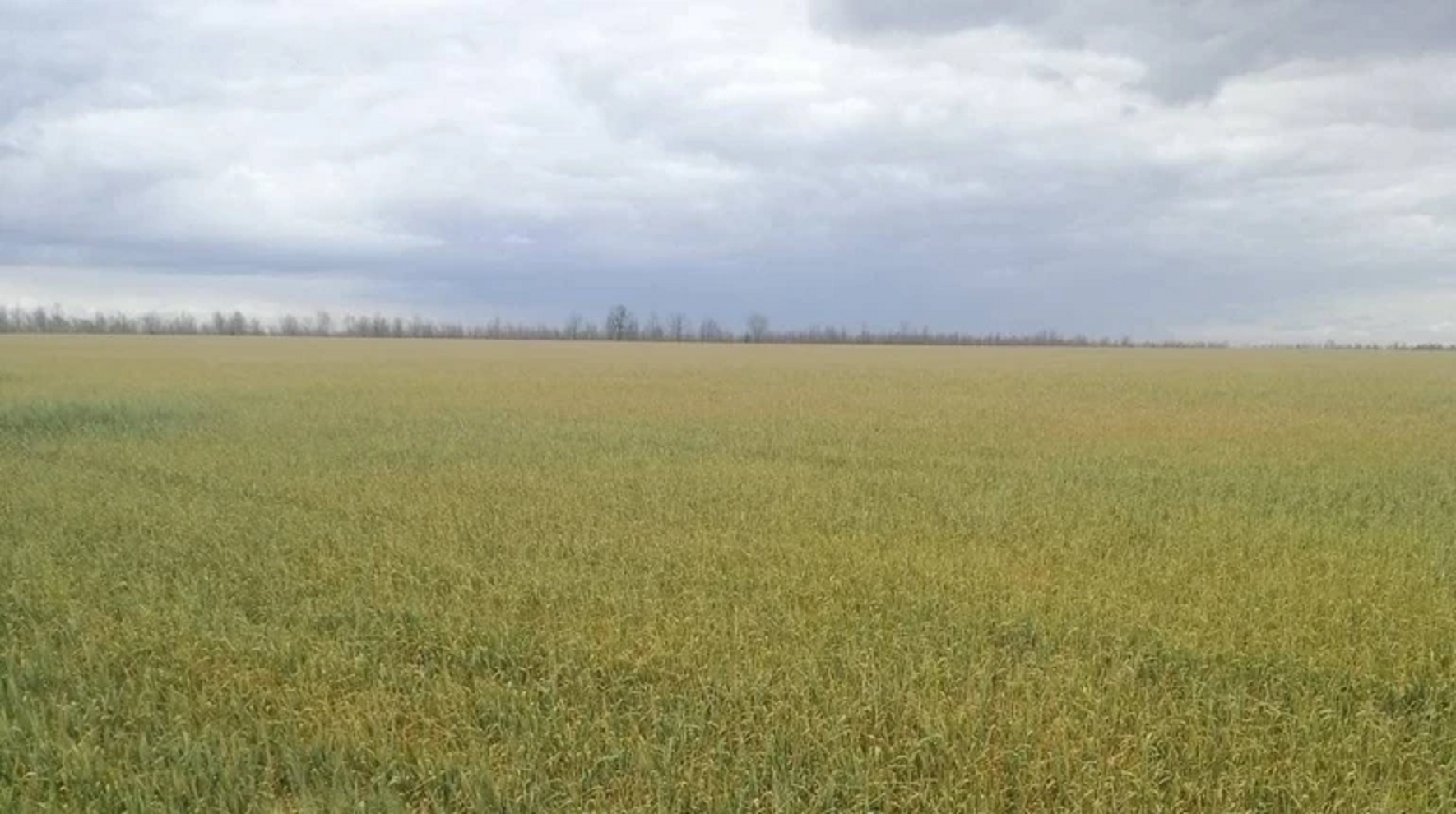 Мороз знищив посіви Мороз знищив посіви