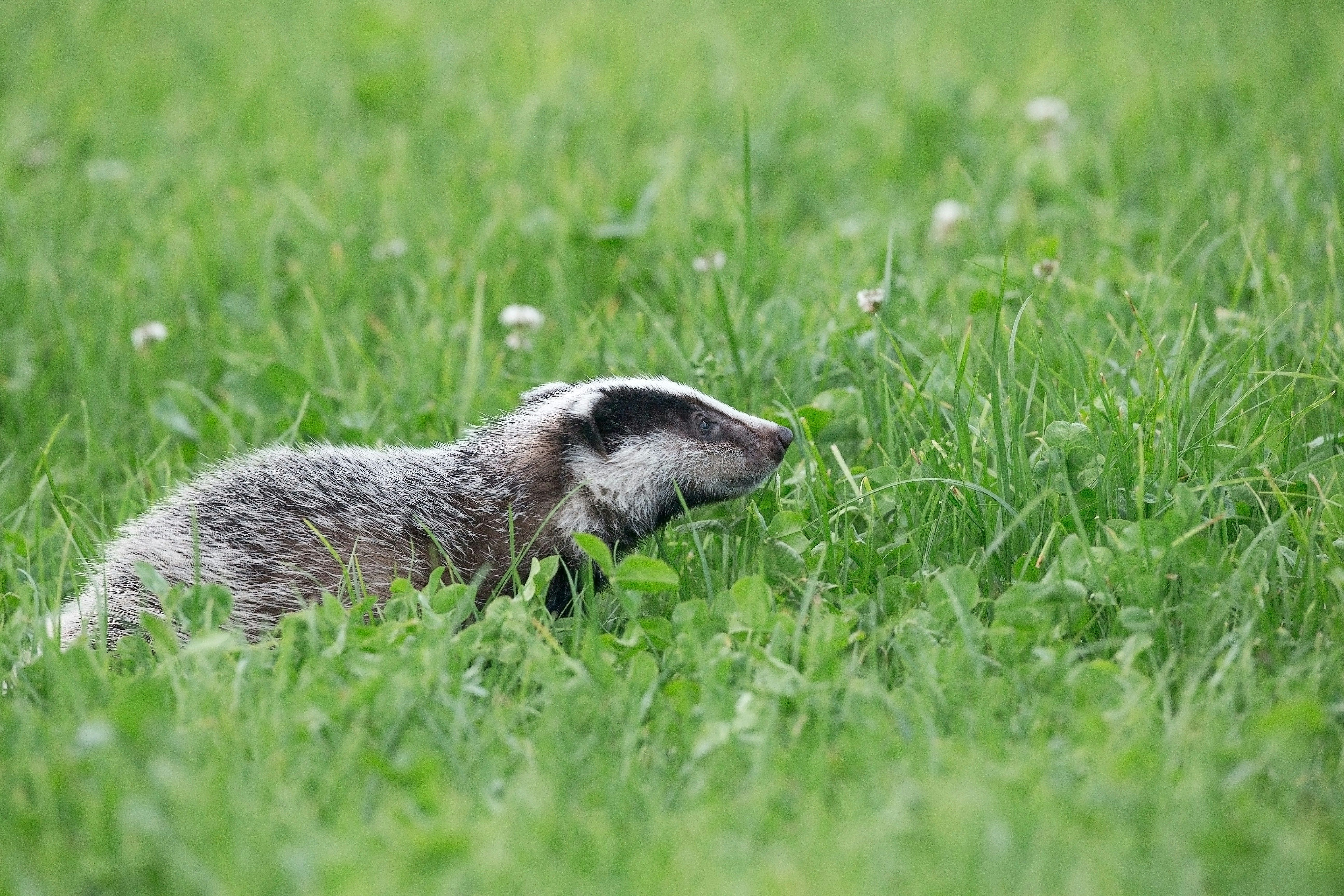 У Нідерландах борсуки заважають проведенню будівництва складу боєприпасів У Нідерландах борсуки заважають проведенню будівництва складу боєприпасів