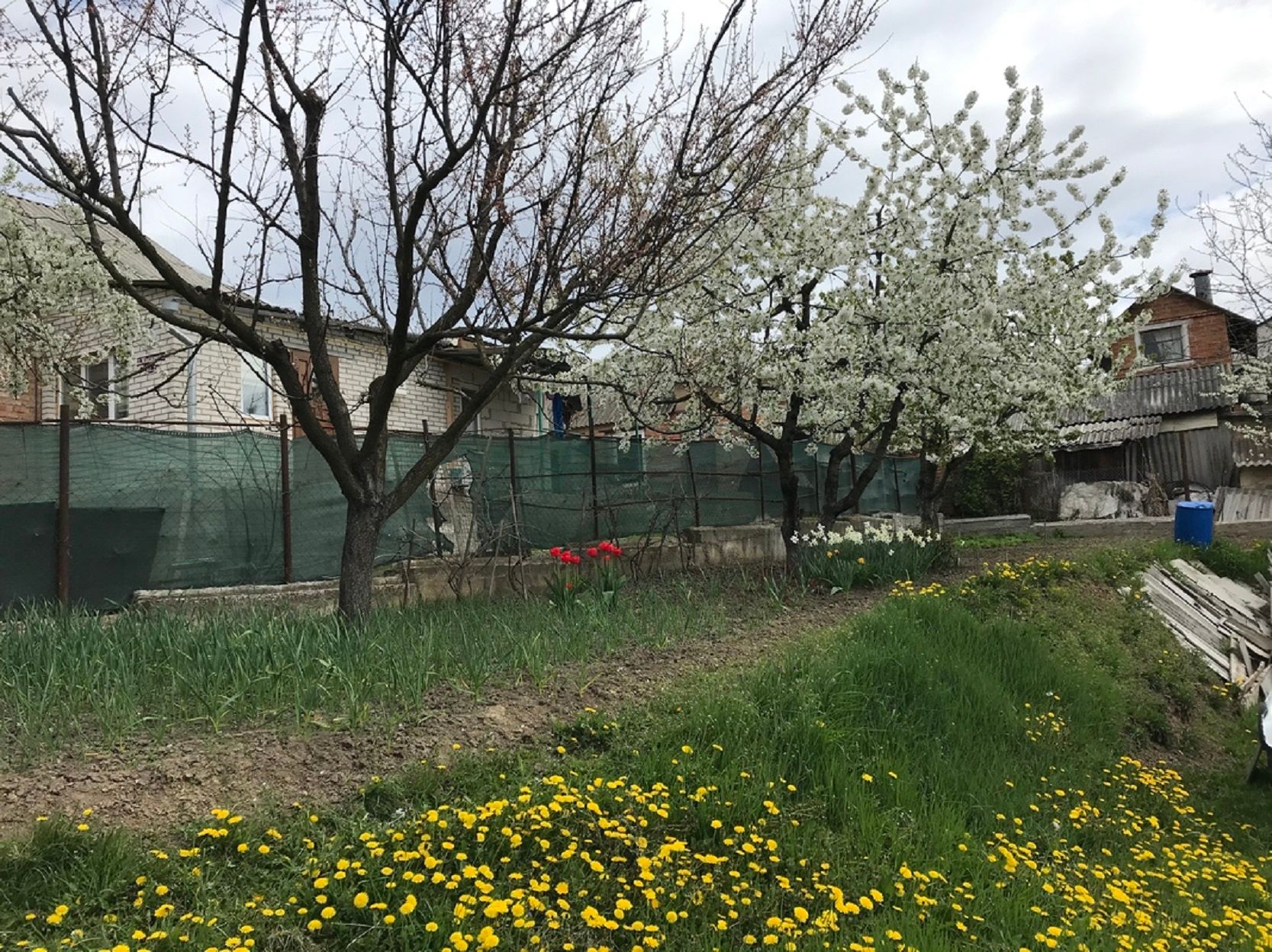 Сколько метров от дерева до забора Сколько метров от дерева до забора